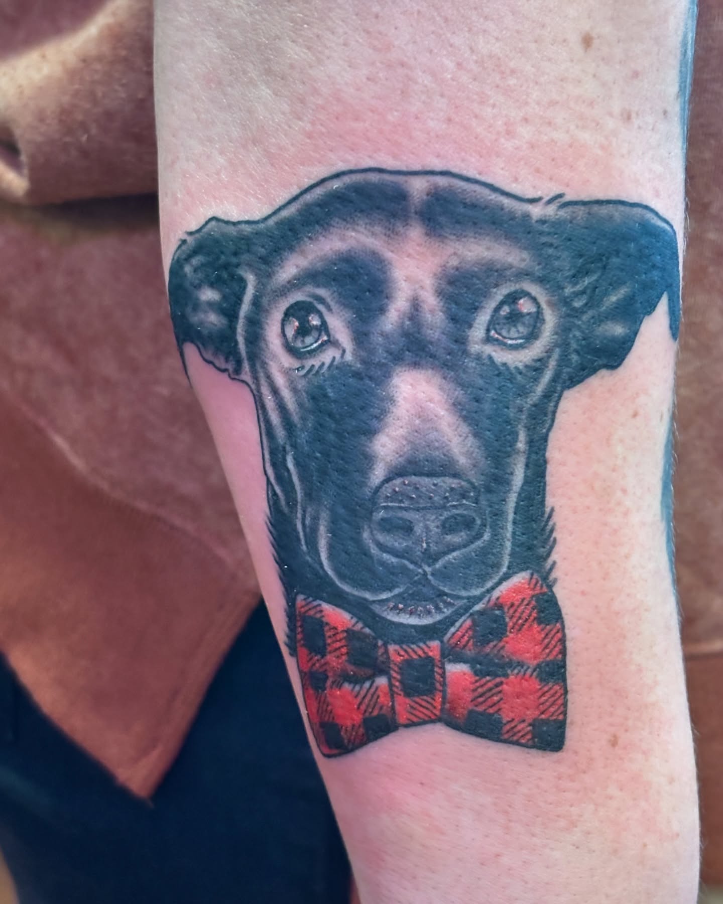 Dog wearing bow tie realism tattoo on the forearm by Angie Isbell