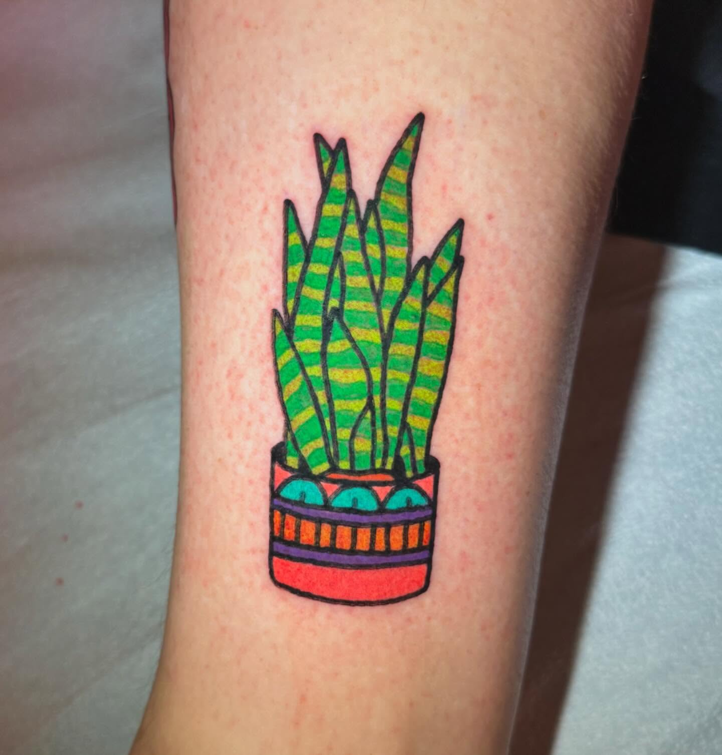 Snake plant new school tattoo on the forearm by π
π―π’π«π«π πππΆπ©π¬π―