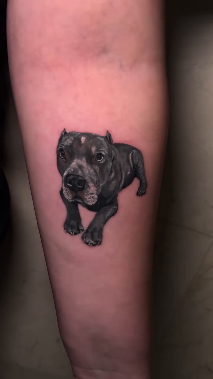 Pit bull dog realism tattoo by Mishel Castro