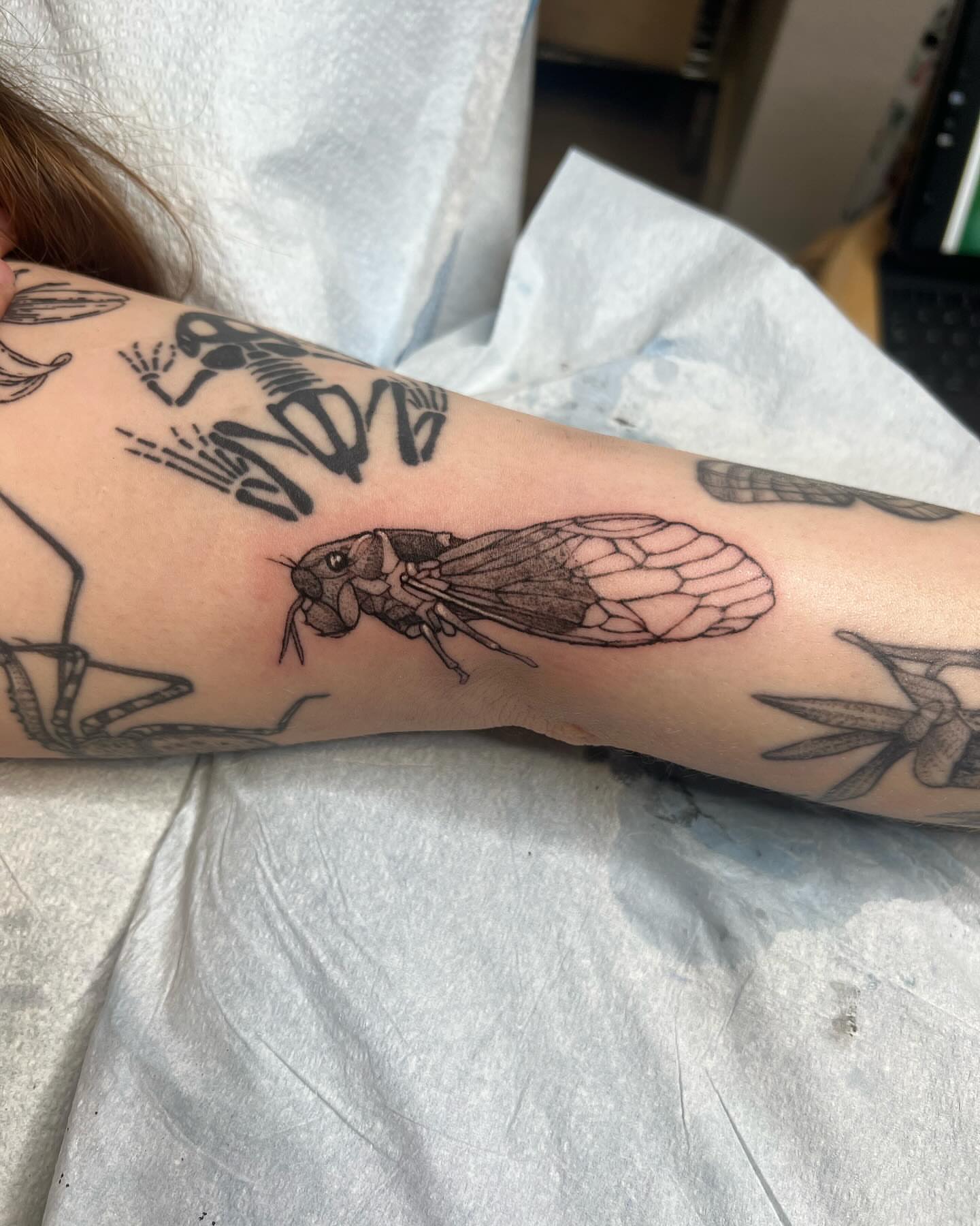 Cicada black and grey tattoo on the forearm by sarah bug