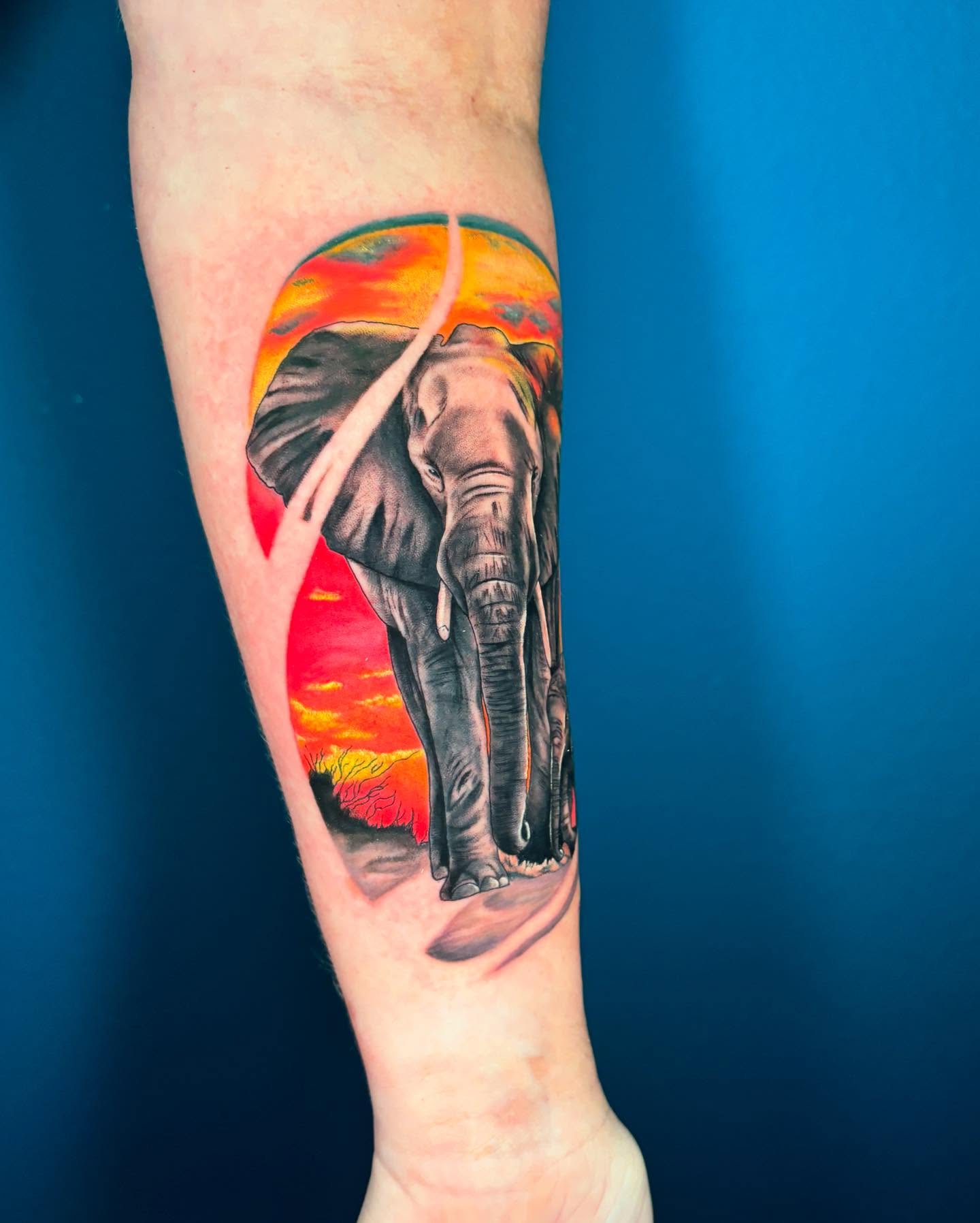 Elephant realism tattoo on the forearm by Chelsey Moore, Albuquerque, New Mexico