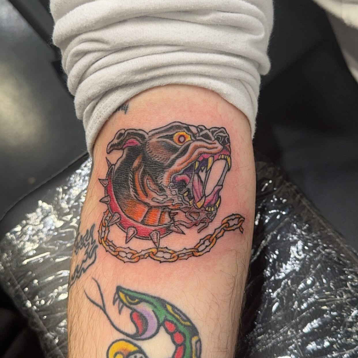 Bulldog American traditional tattoo on the forearm by Kenzie🖤