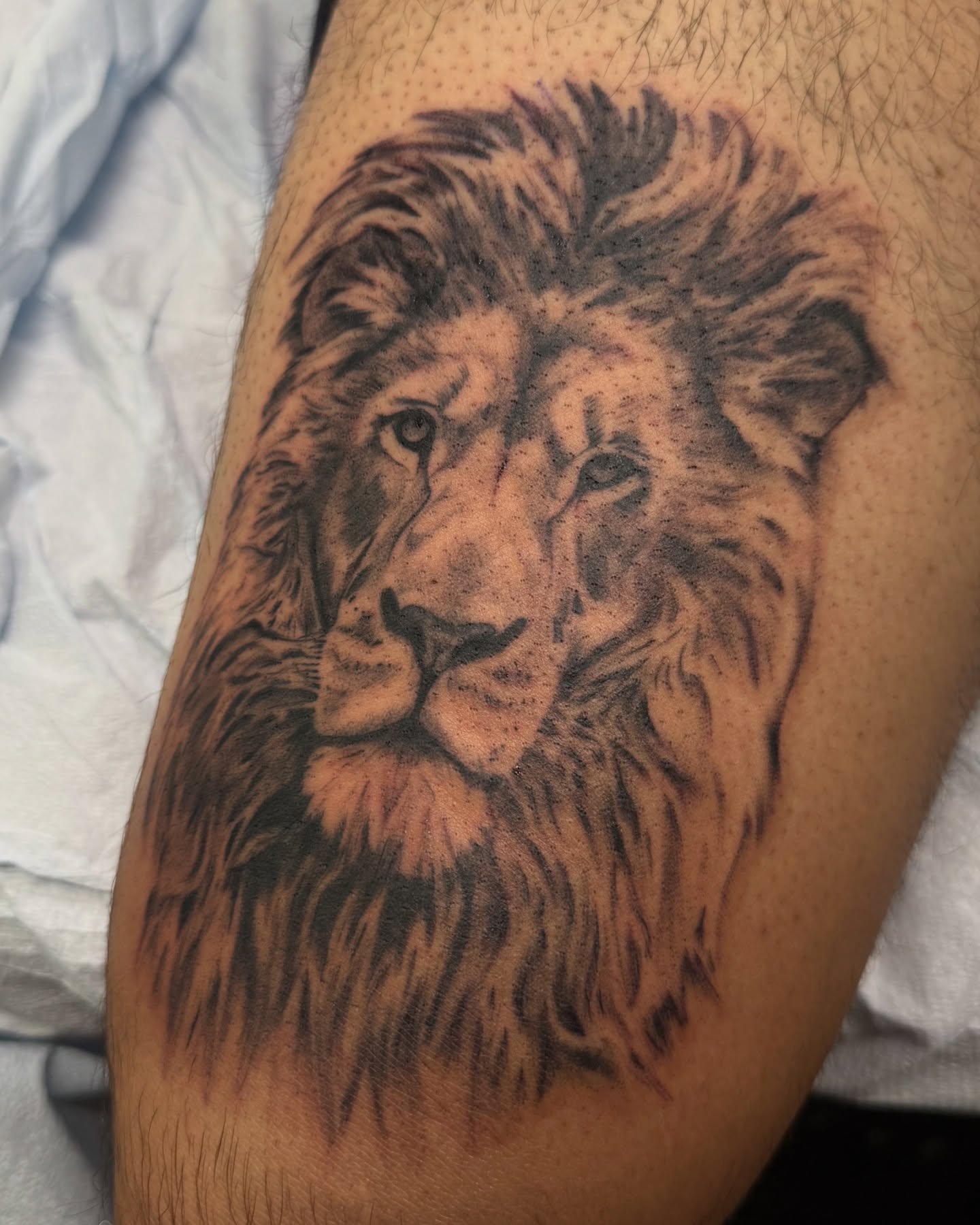 Lion realism tattoo on the forearm by liliana lopez