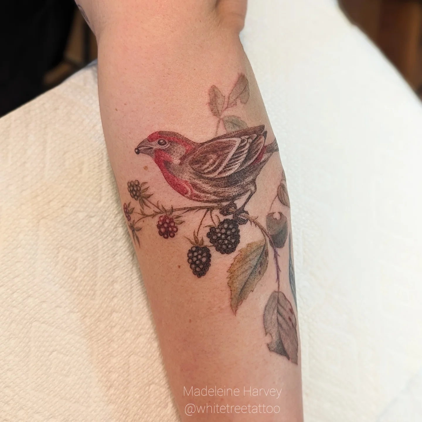 Bird and berries realism tattoo on the forearm by Maddie
