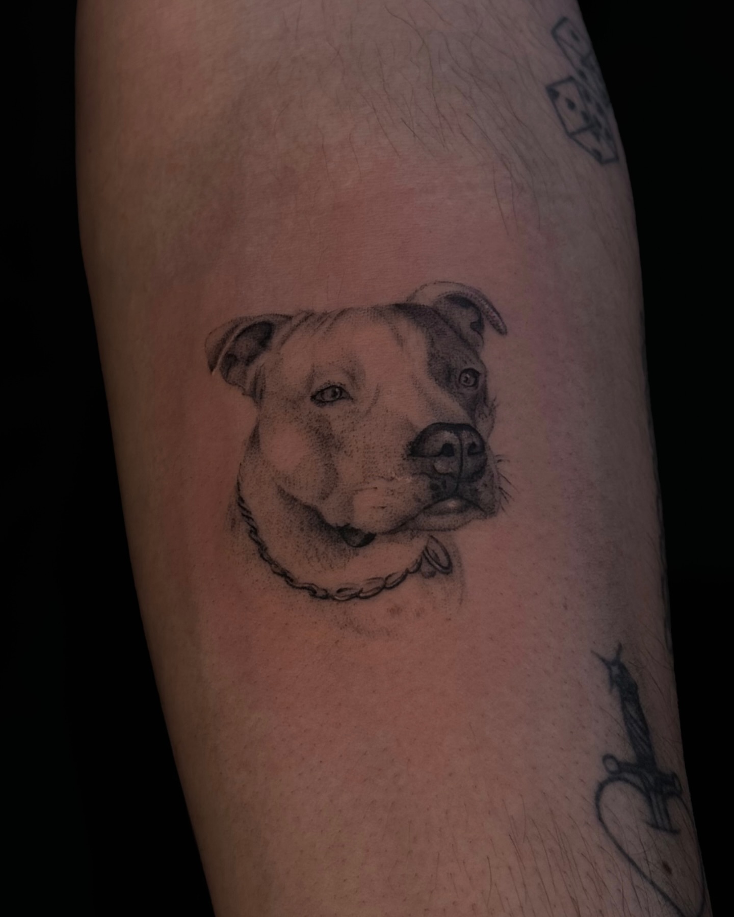 Pit bull realism tattoo on the forearm by Daria