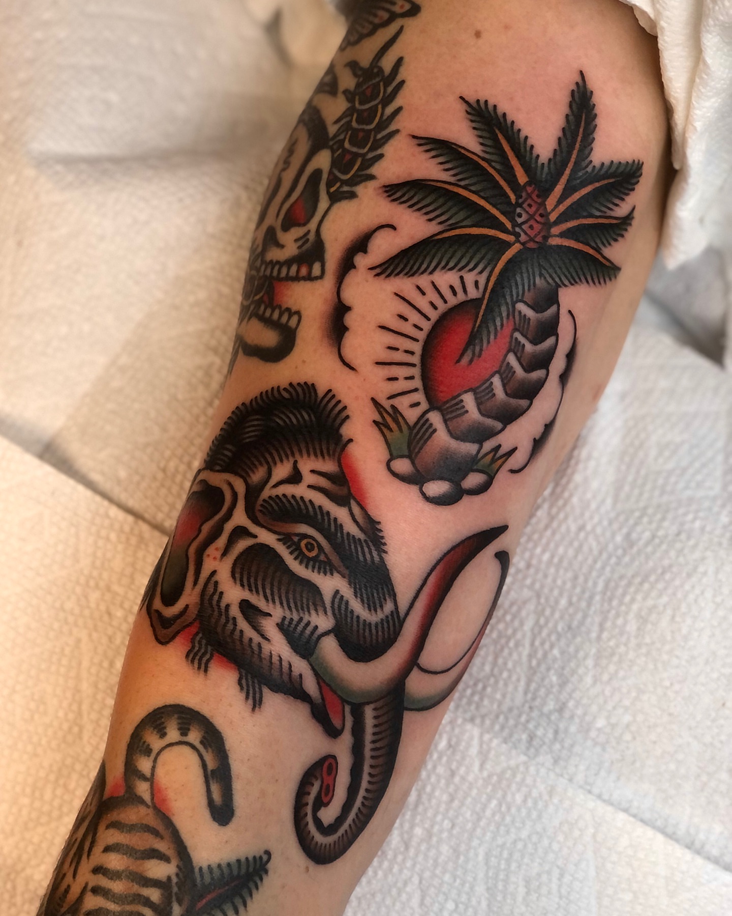 Animal skull and palm tree American traditional tattoo on the forearm by EVA Traditional Tattoos