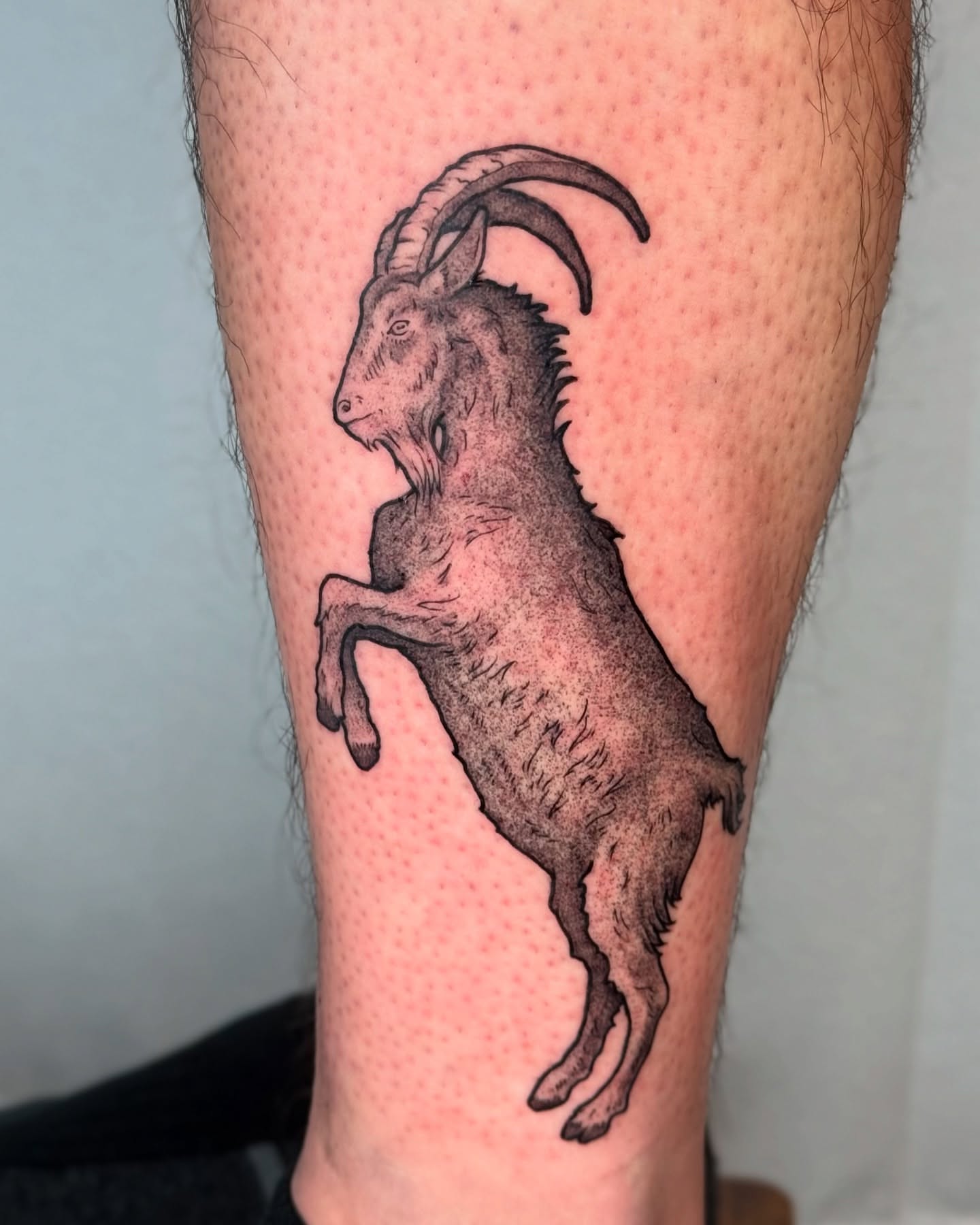 Goat dotwork tattoo on the forearm by Cooper