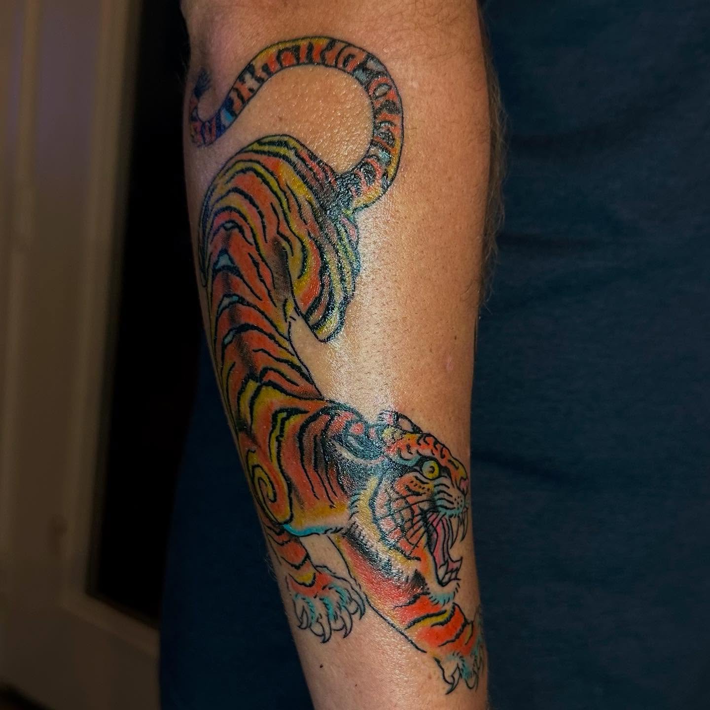 Tiger American traditional tattoo on the forearm by 𝕯𝖗𝖆𝕶𝖊㋛