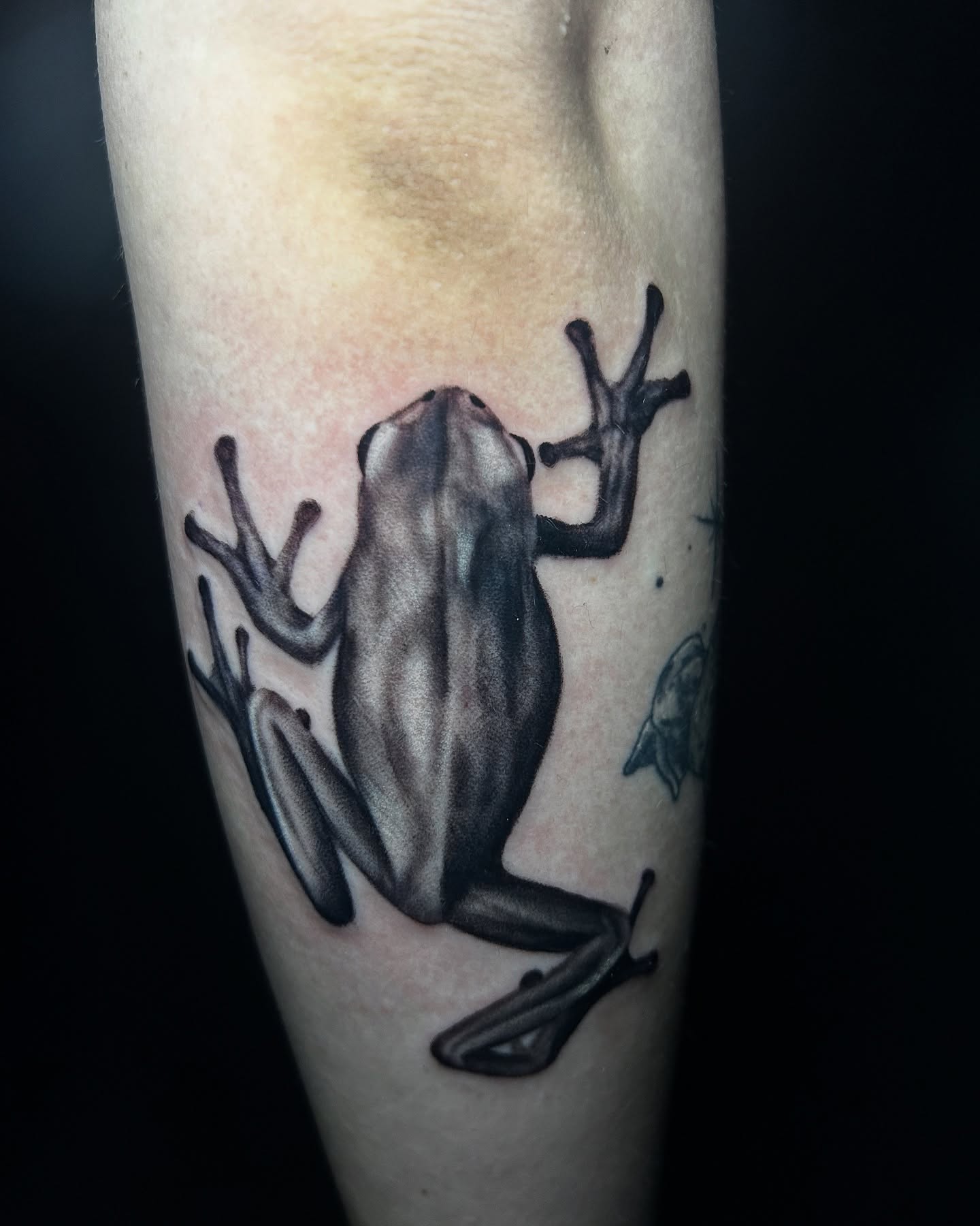 Frog realism tattoo on the forearm by Vanessa Kendyll’s Tattoos
