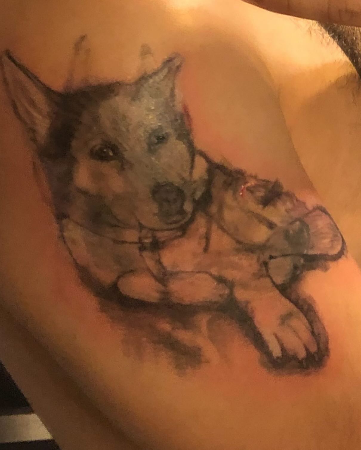 Dog realism tattoo on the chest by Nicholas Capellan, Winter Park, Florida