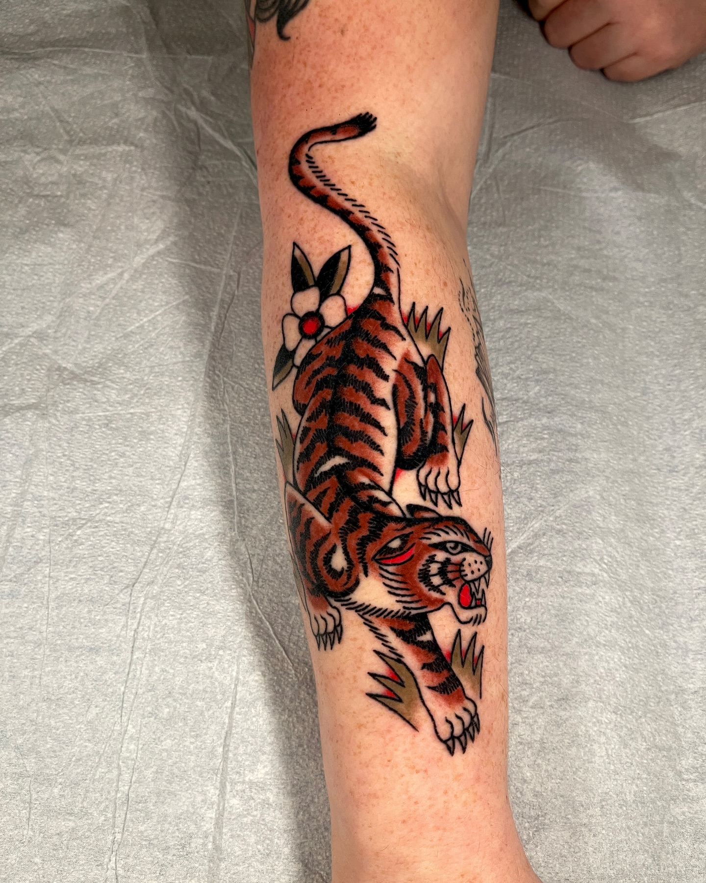 Tiger American traditional tattoo on the forearm by Chase Tucker