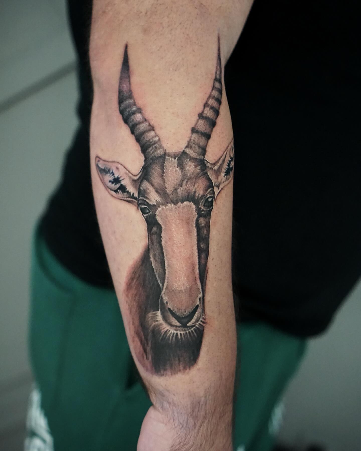 Antelope head realism tattoo on the forearm by Nicholas Capellan, Winter Park, Florida