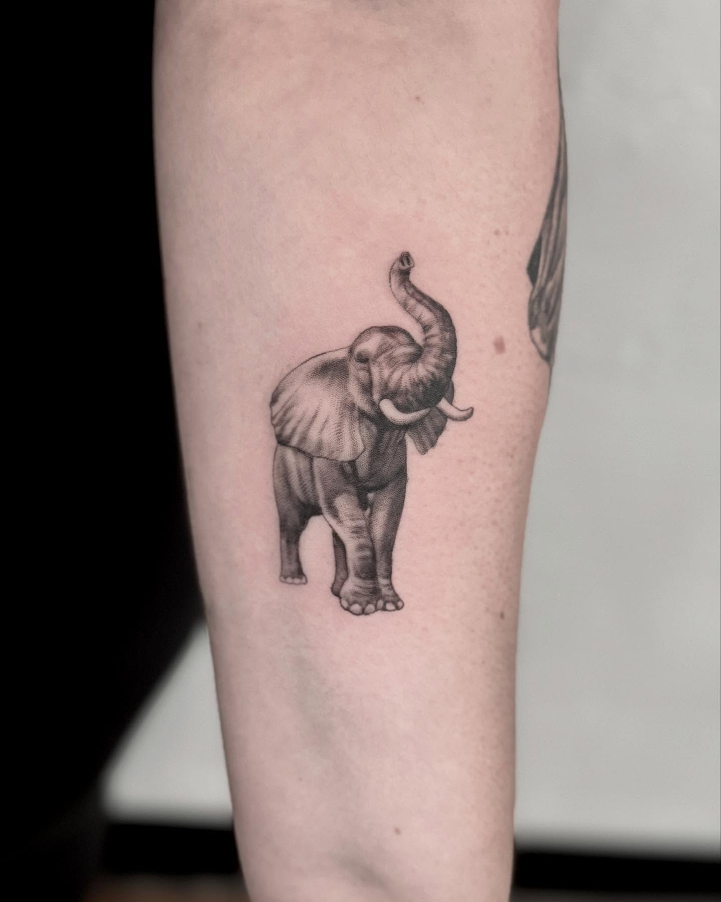 Elephant black and grey tattoo on the forearm by Drew Foster, Toledo, Ohio