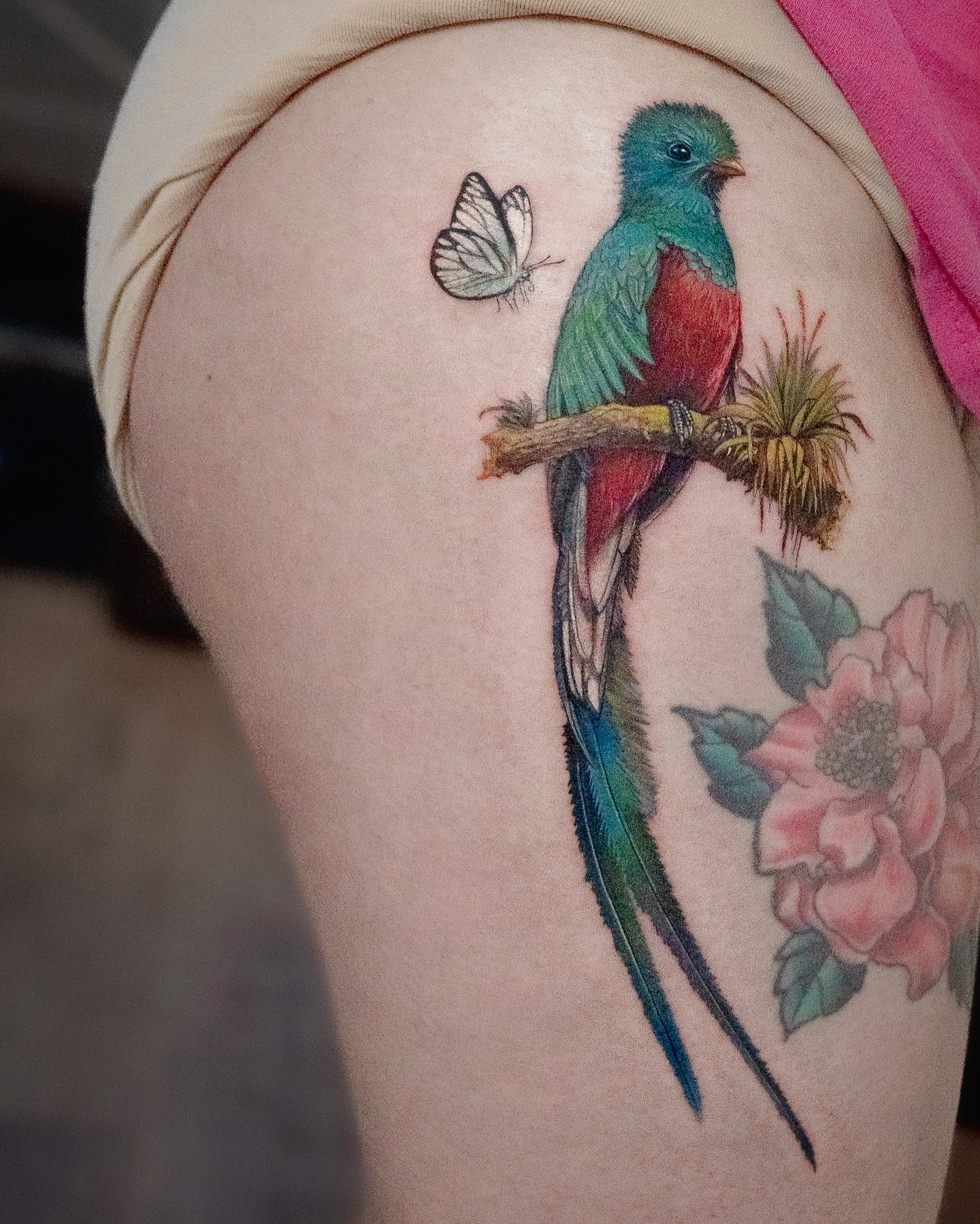 Quetzal bird realism tattoo on the thigh by 𝐍𝐈𝐂𝐎𝐋𝐄 𝐋