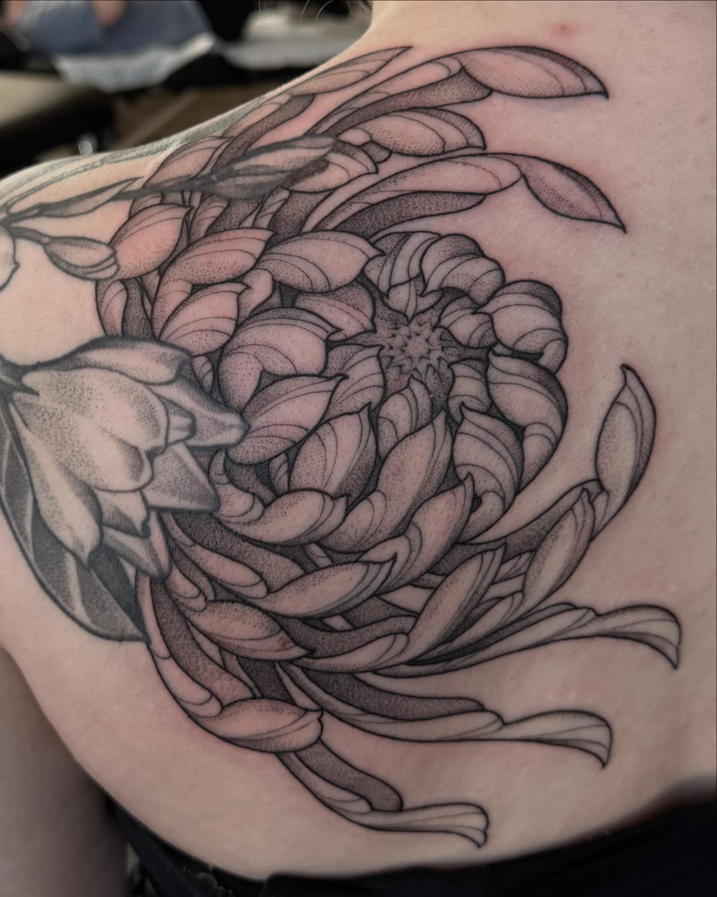 Chrysanthemum dotwork tattoo on the shoulder by Will Campbell