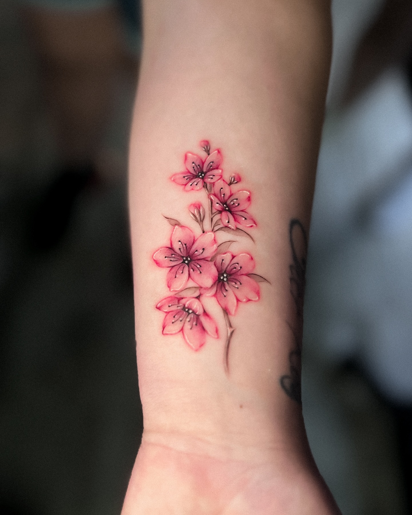 Cherry blossoms watercolor tattoo on the forearm by πππΉππππππππππππ