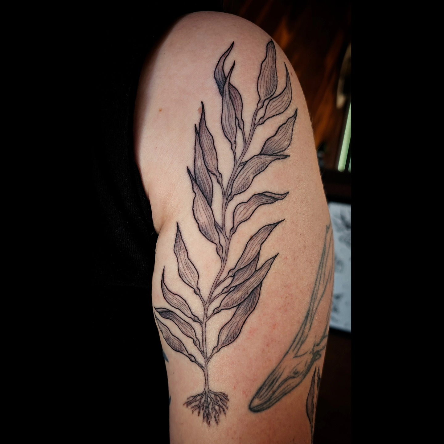 Tattoo by @doveandtoad — black_and_grey
