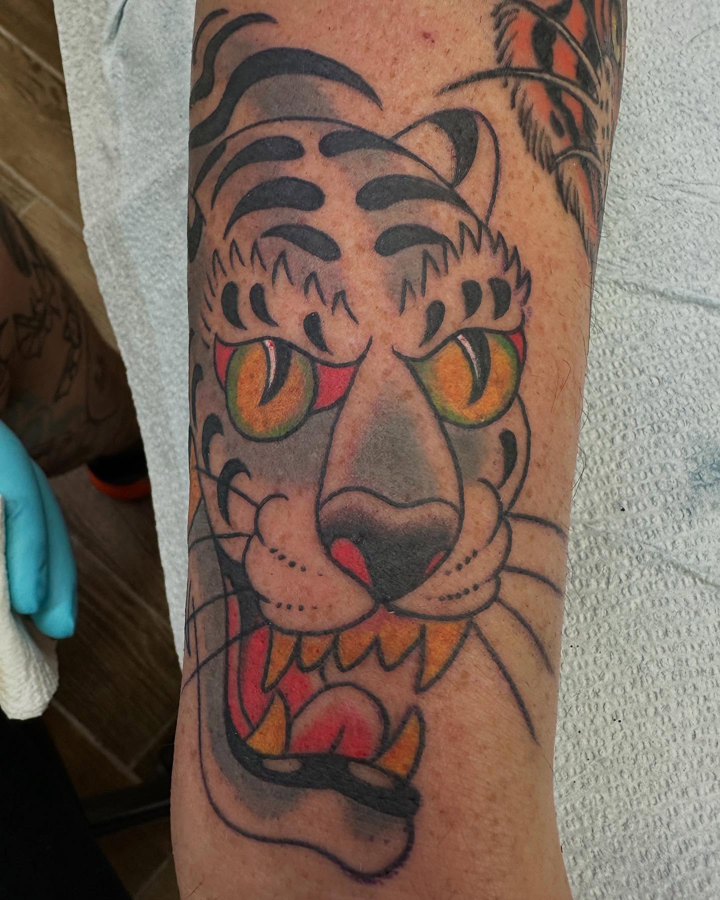 Tiger American traditional tattoo on the forearm by Hori Bensei, Charlottesville, Virginia