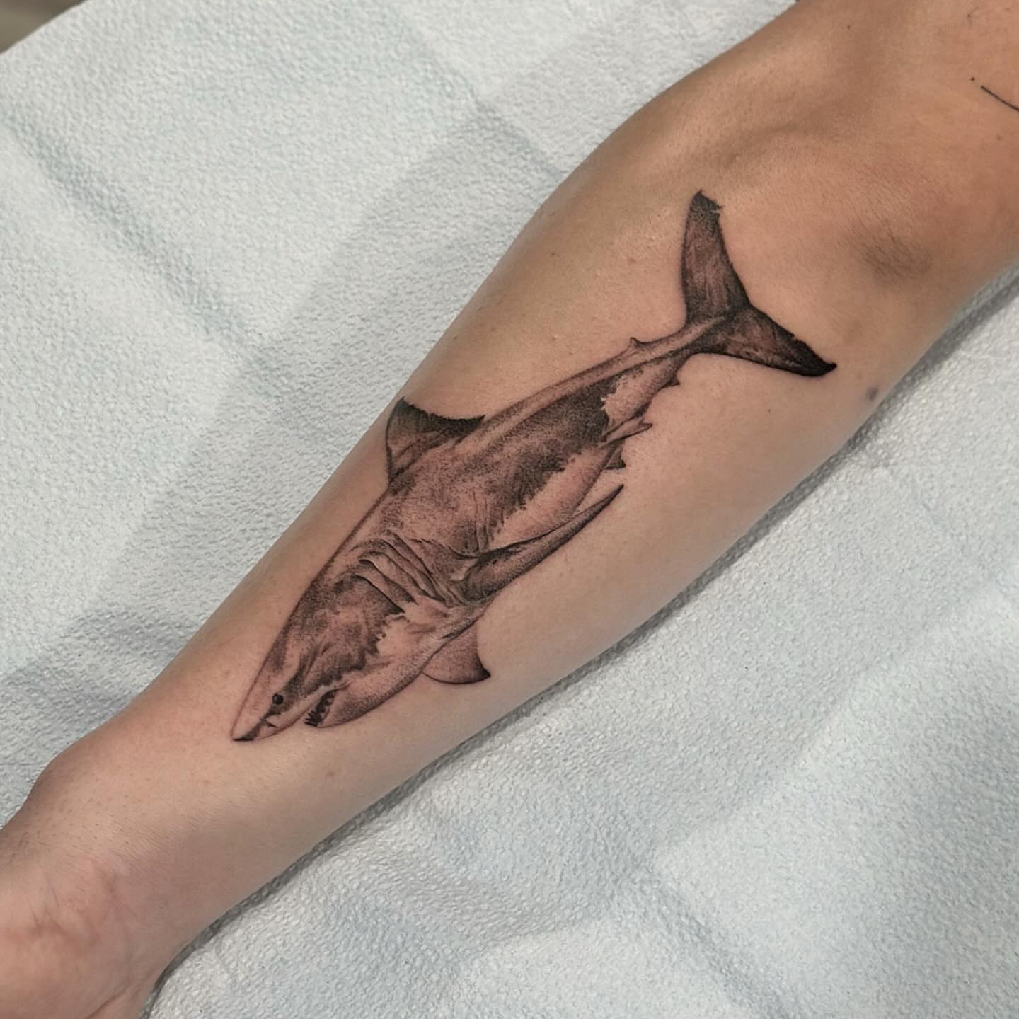 Shark realism tattoo on the forearm by Z.