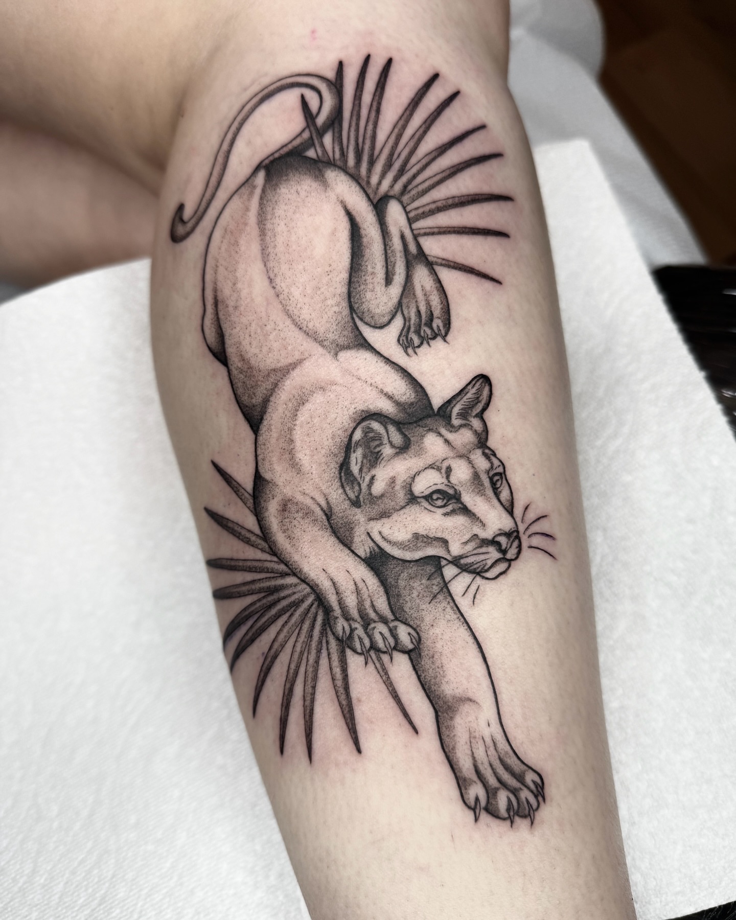 Mountain lion dotwork tattoo on the forearm by 🌸delaney🌸