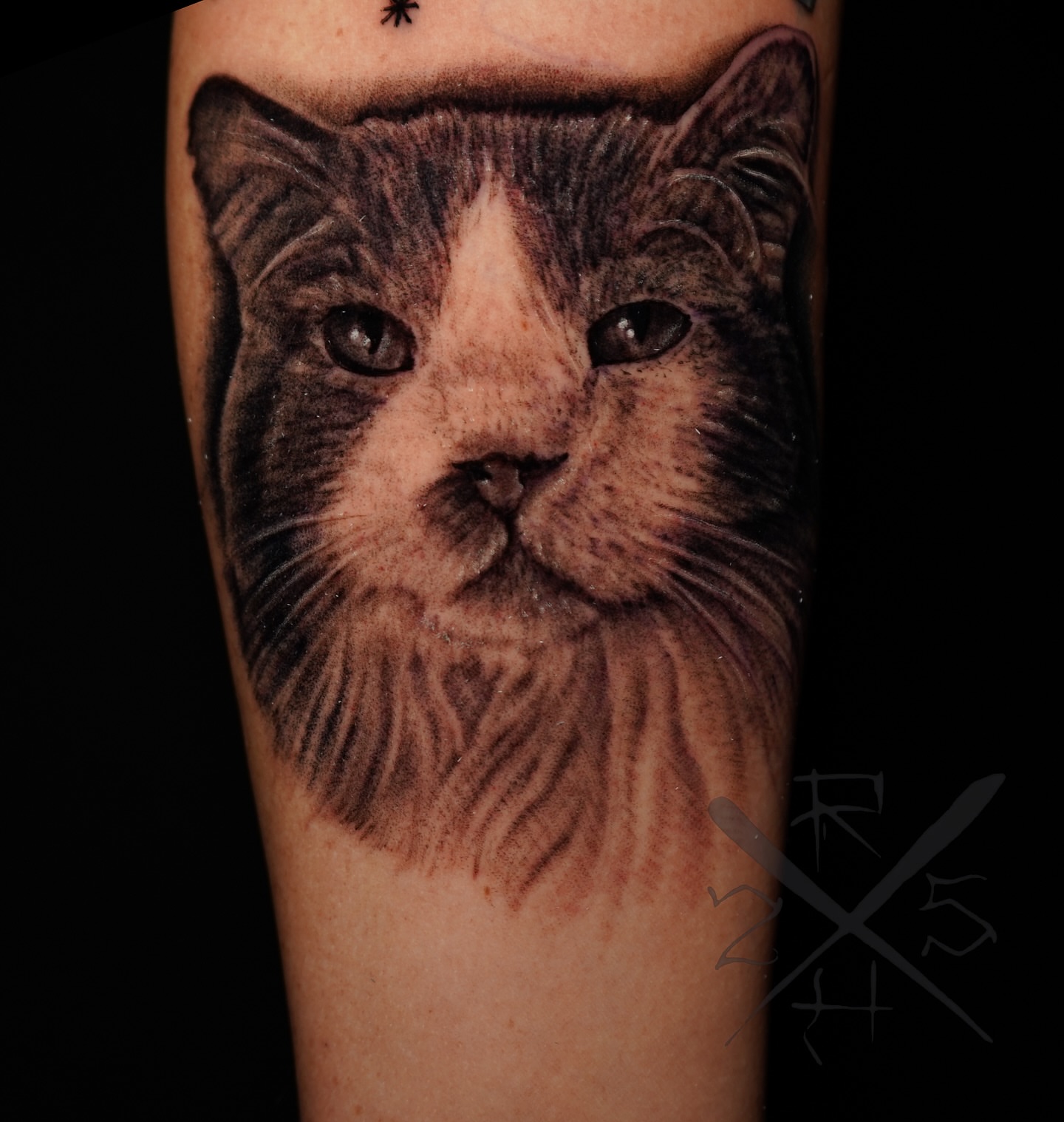 Cat realism tattoo on the forearm by Ryan