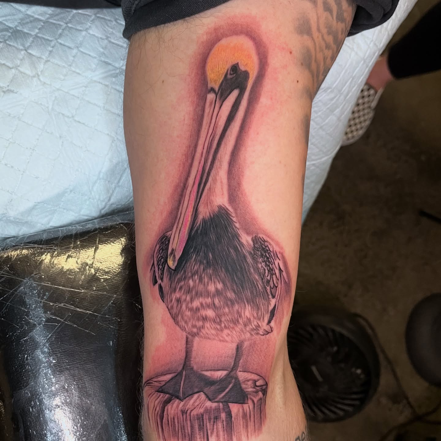 Pelican realism tattoo on the forearm by Jesse Frausto