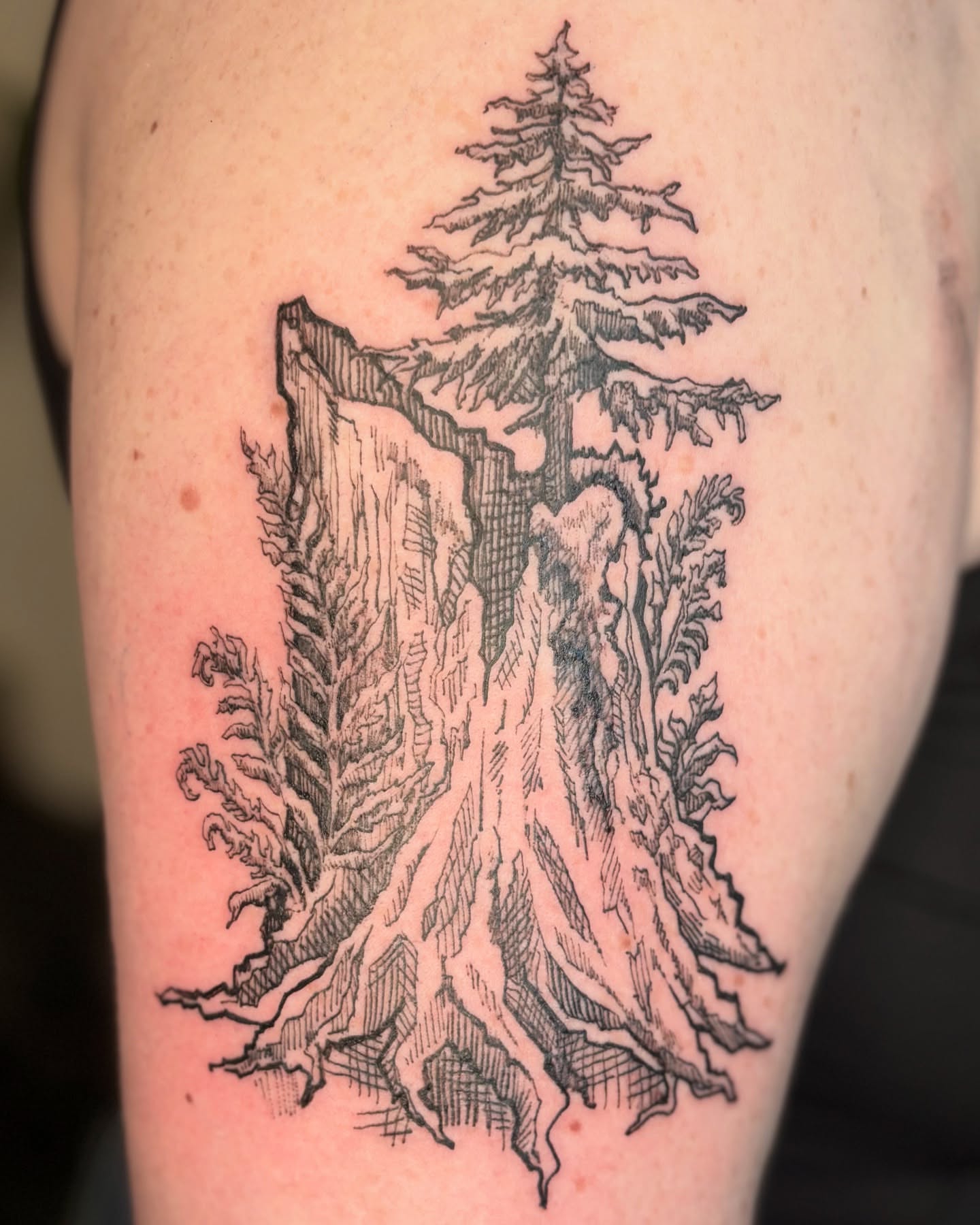 Pine tree black and grey tattoo on the thigh by Wren Cavanaugh Tattoos, Seattle, Washington