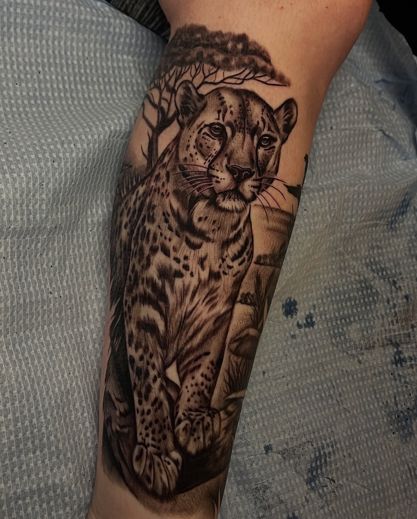 Snow leopard realism tattoo on the forearm by Brittany Welsh, Marlton, New Jersey