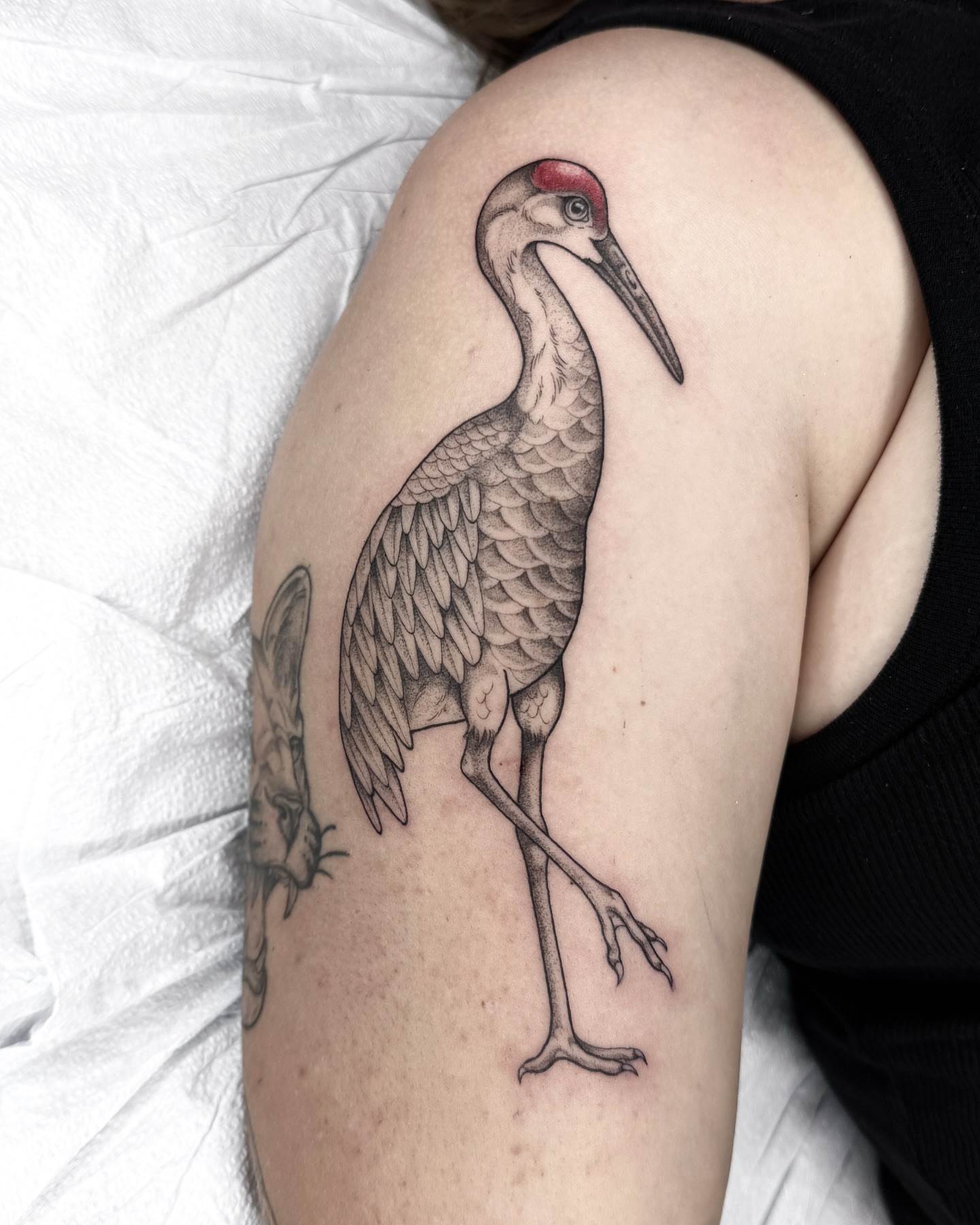 Crane realism tattoo on the shoulder by 🌸delaney🌸