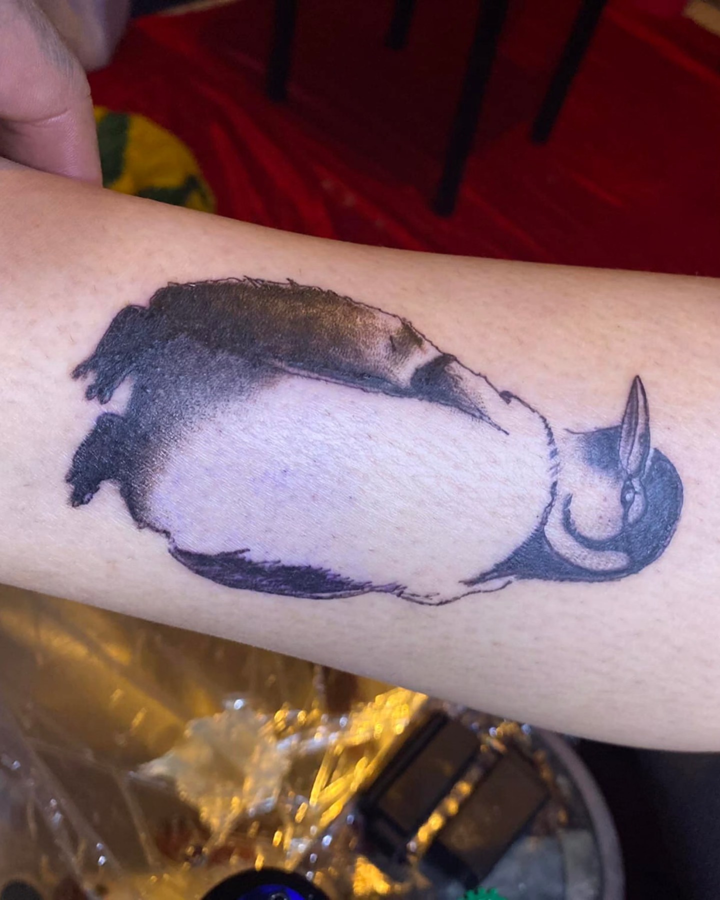 Penguin black and grey tattoo on the forearm by Gabriel Lawton