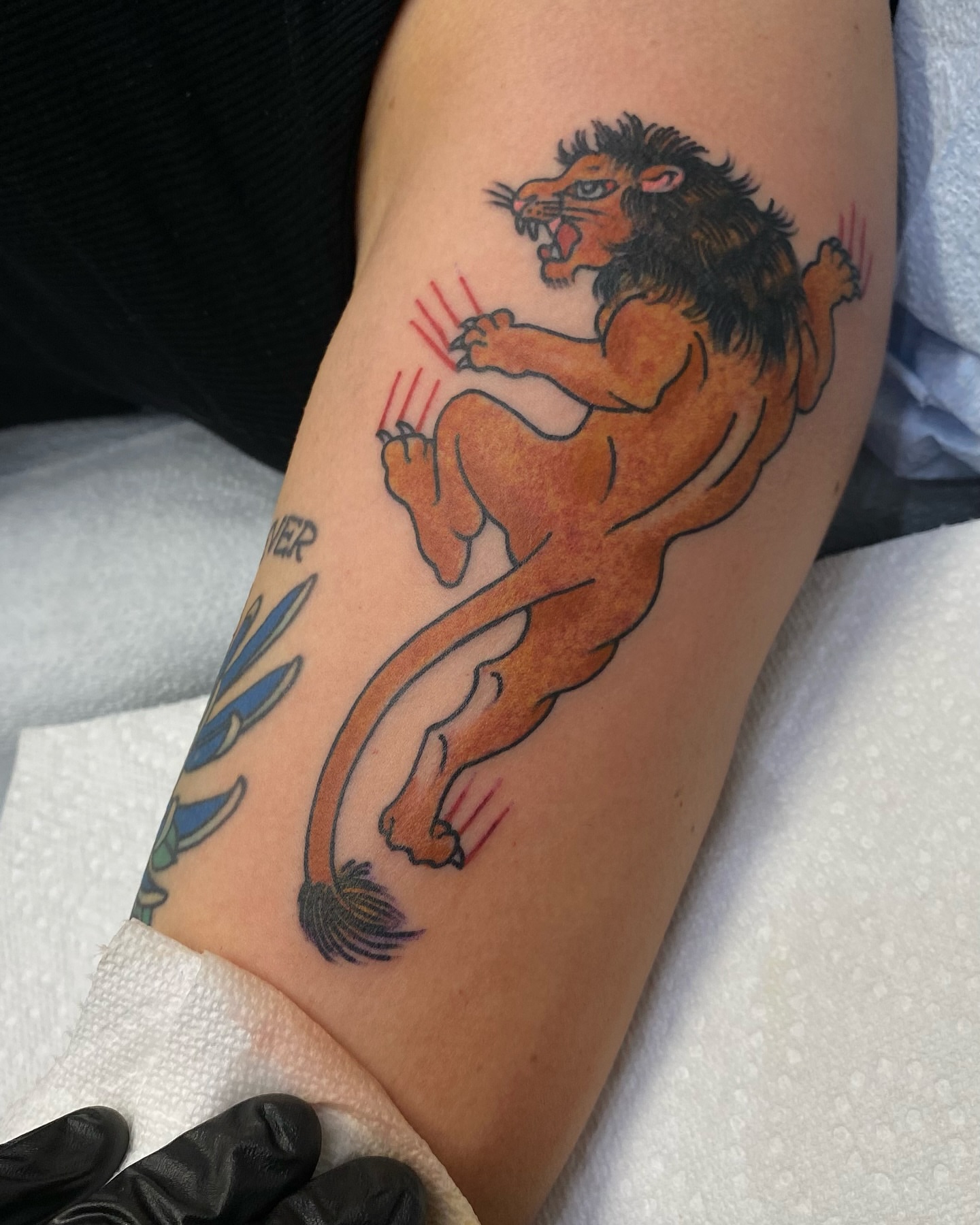 Lion American traditional tattoo on the forearm by Jesse Ortega