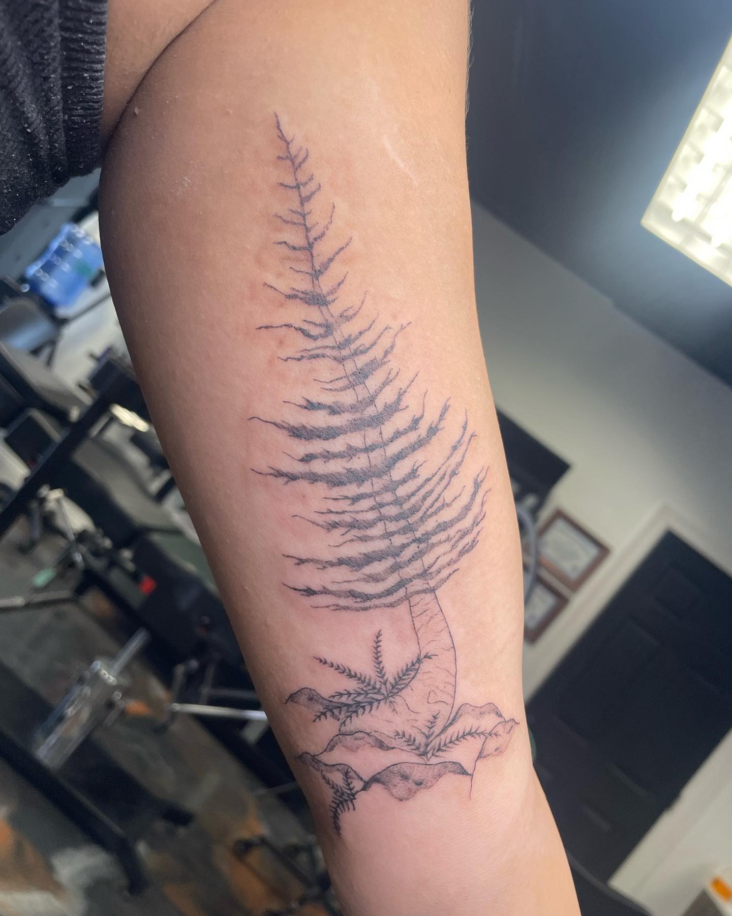 Fern black and grey tattoo on the forearm by madison, Cincinnati
