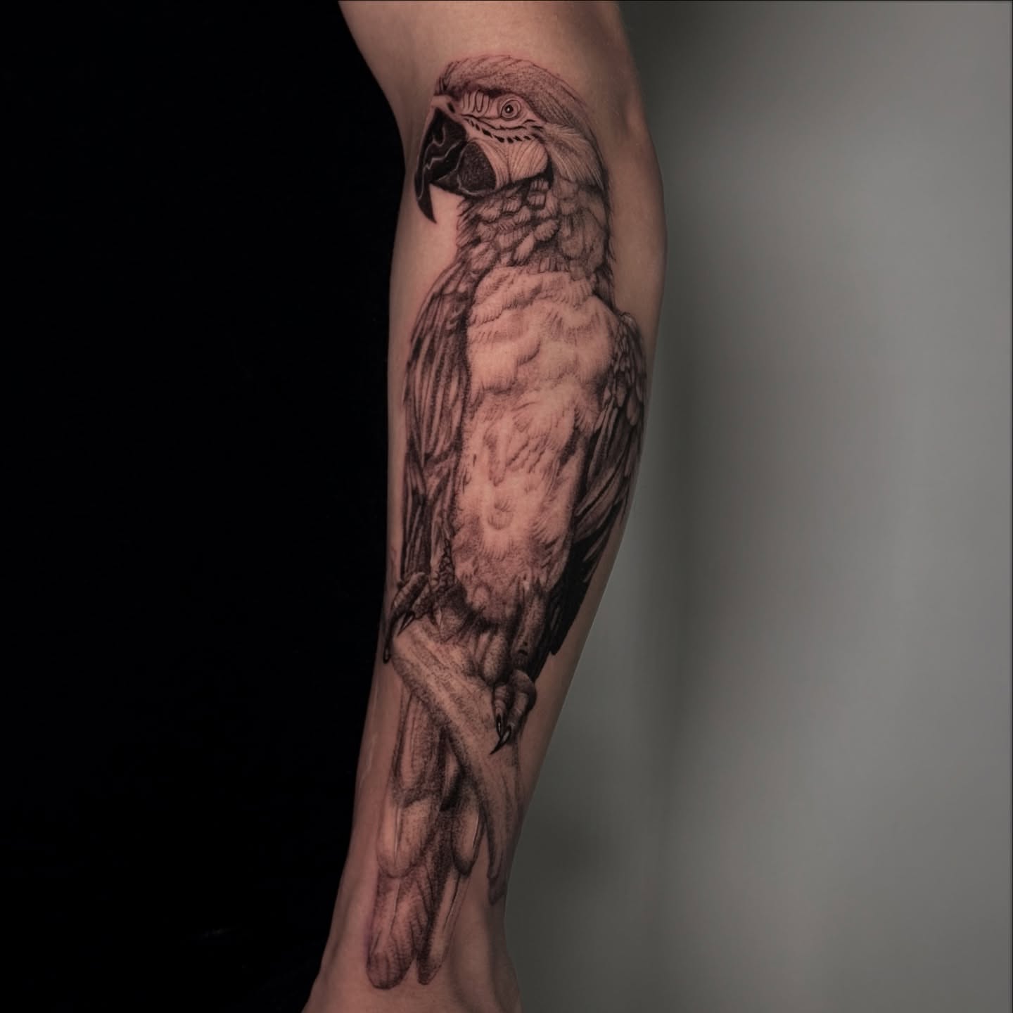 Parrot realism tattoo on the forearm by Brisia Cisneros