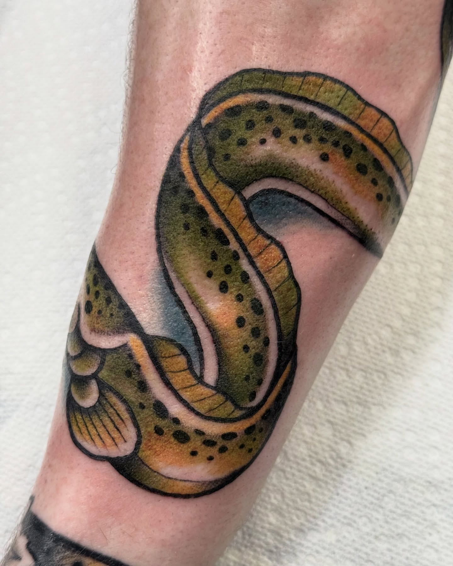 Brown trout American traditional tattoo on the forearm by jenna clark🎨