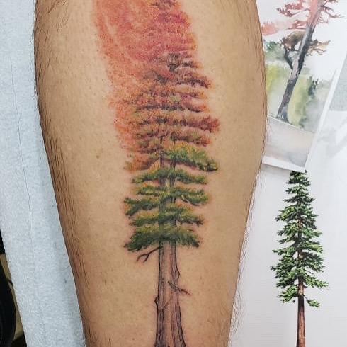 Pine tree realism tattoo on the leg by SF Tattoo Artist غريغوريو, San Francisco, California