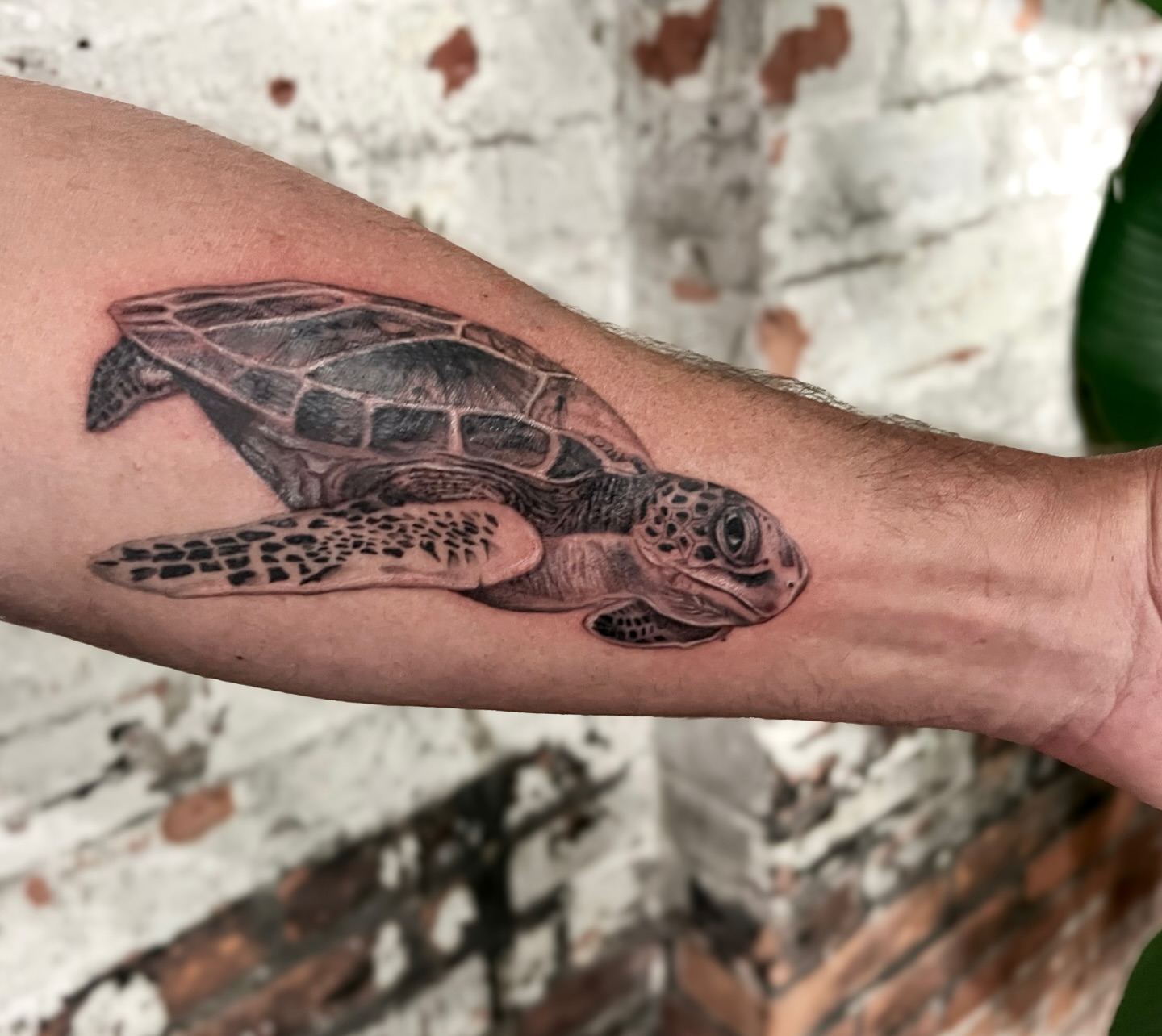 Turtle realism tattoo on the forearm by Jordyn Tinney