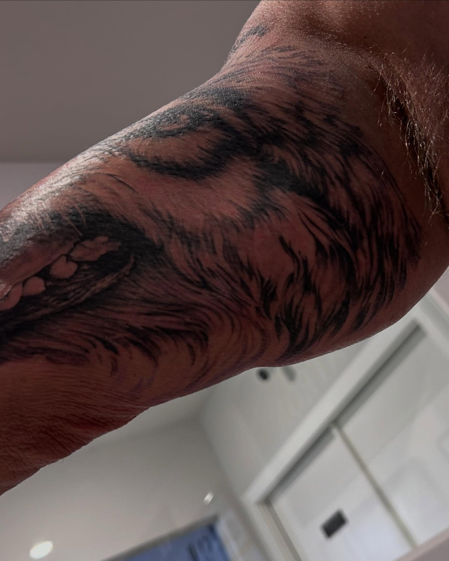Lion realism tattoo on the forearm by Jbtattoo Artistry