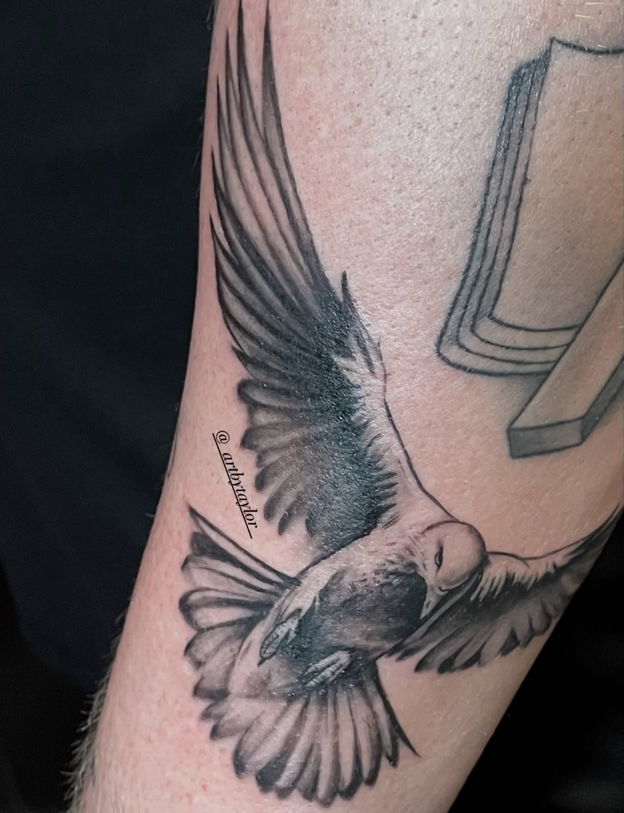 Bird realism tattoo on the forearm by Taylor✍🏽️