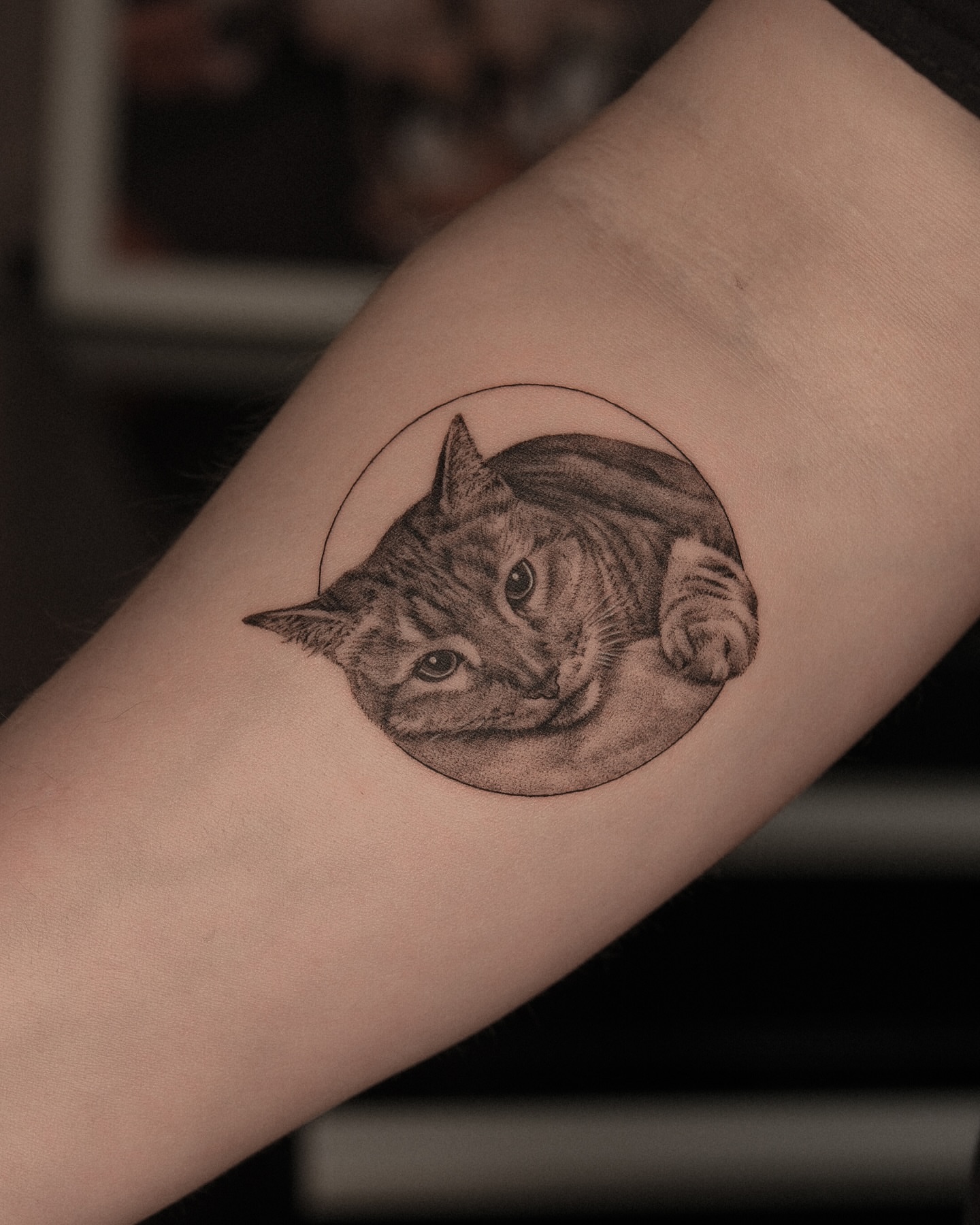 Cat realism tattoo on the forearm by Kate