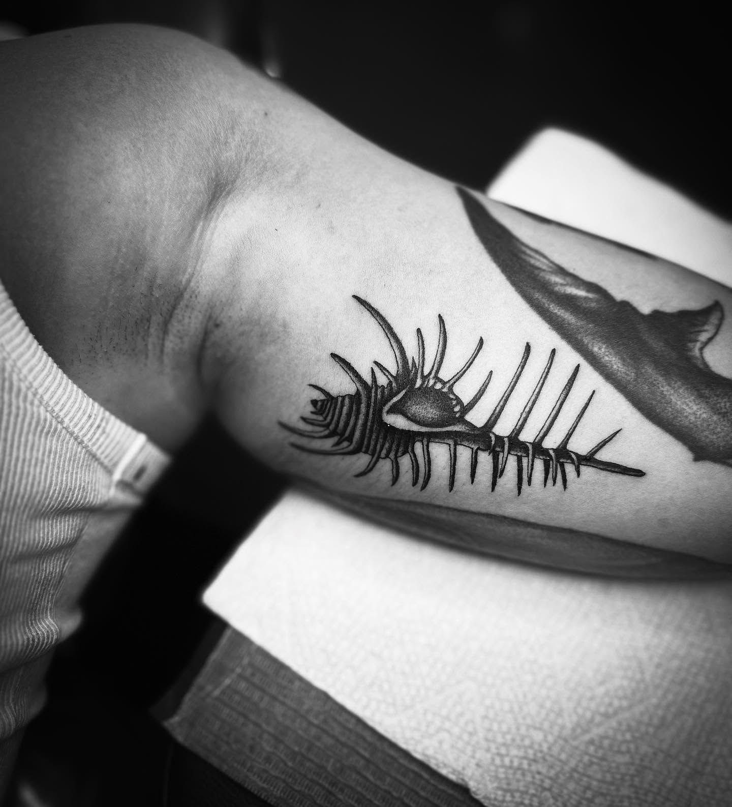 Conch shell black and grey tattoo on the forearm by 🕸 ᴠɪᴠɪᴀɴ ʟᴏʀᴇ 🕸, Nashville, Tennessee