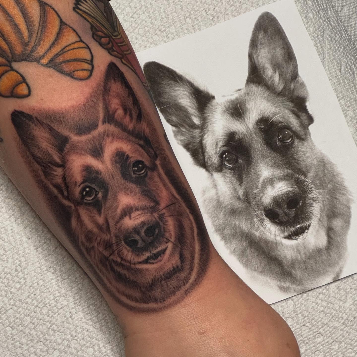 German shepherd realism tattoo on the forearm by David Gottschalk