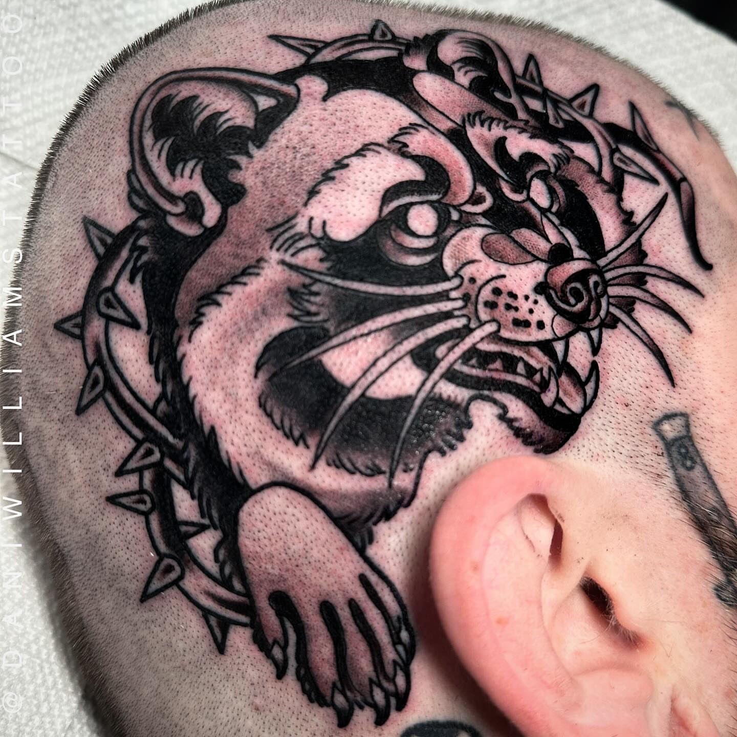Panther American traditional tattoo on the head by Dani Johnson