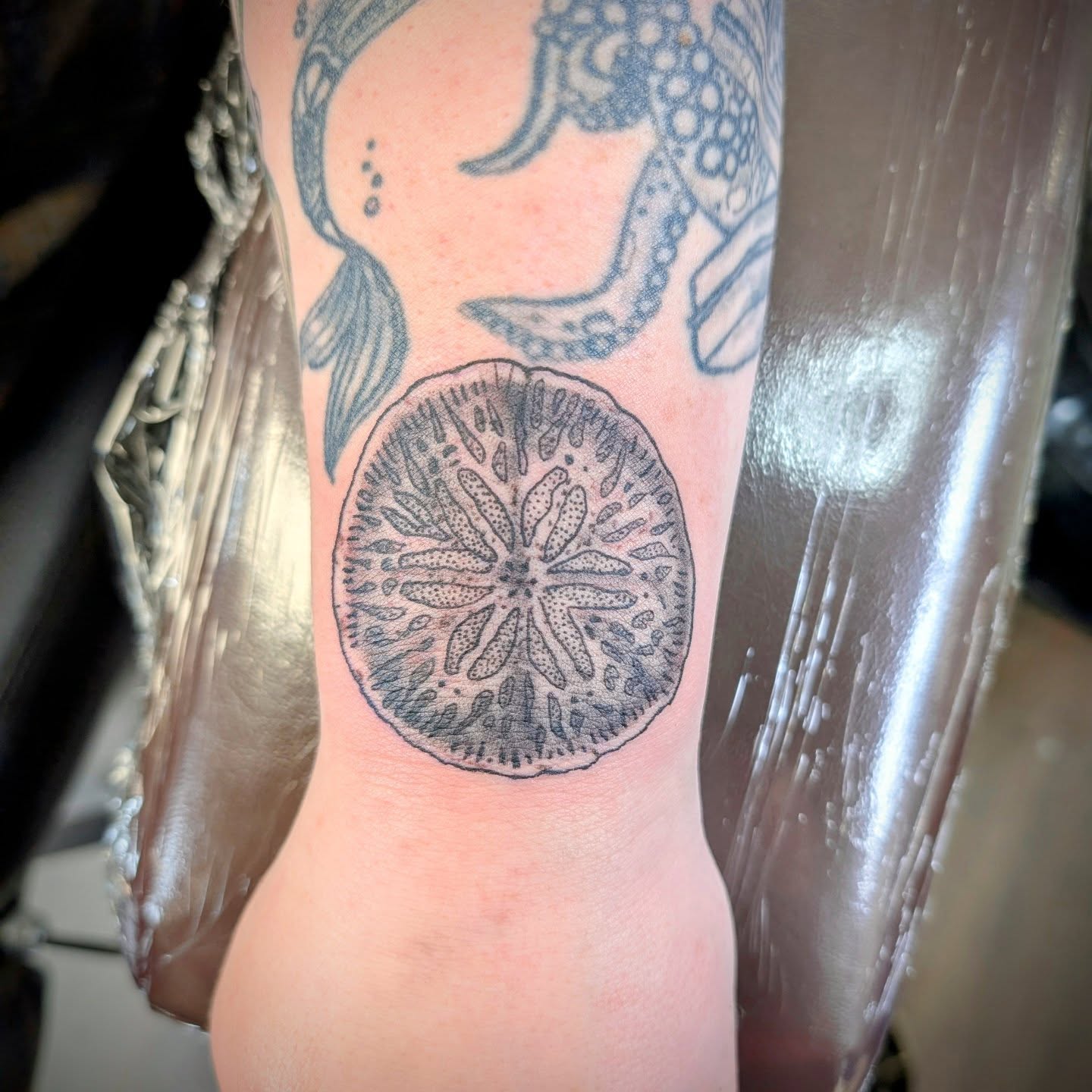 Sand dollar dotwork tattoo on the forearm by Devon Ward, Portland, Oregon