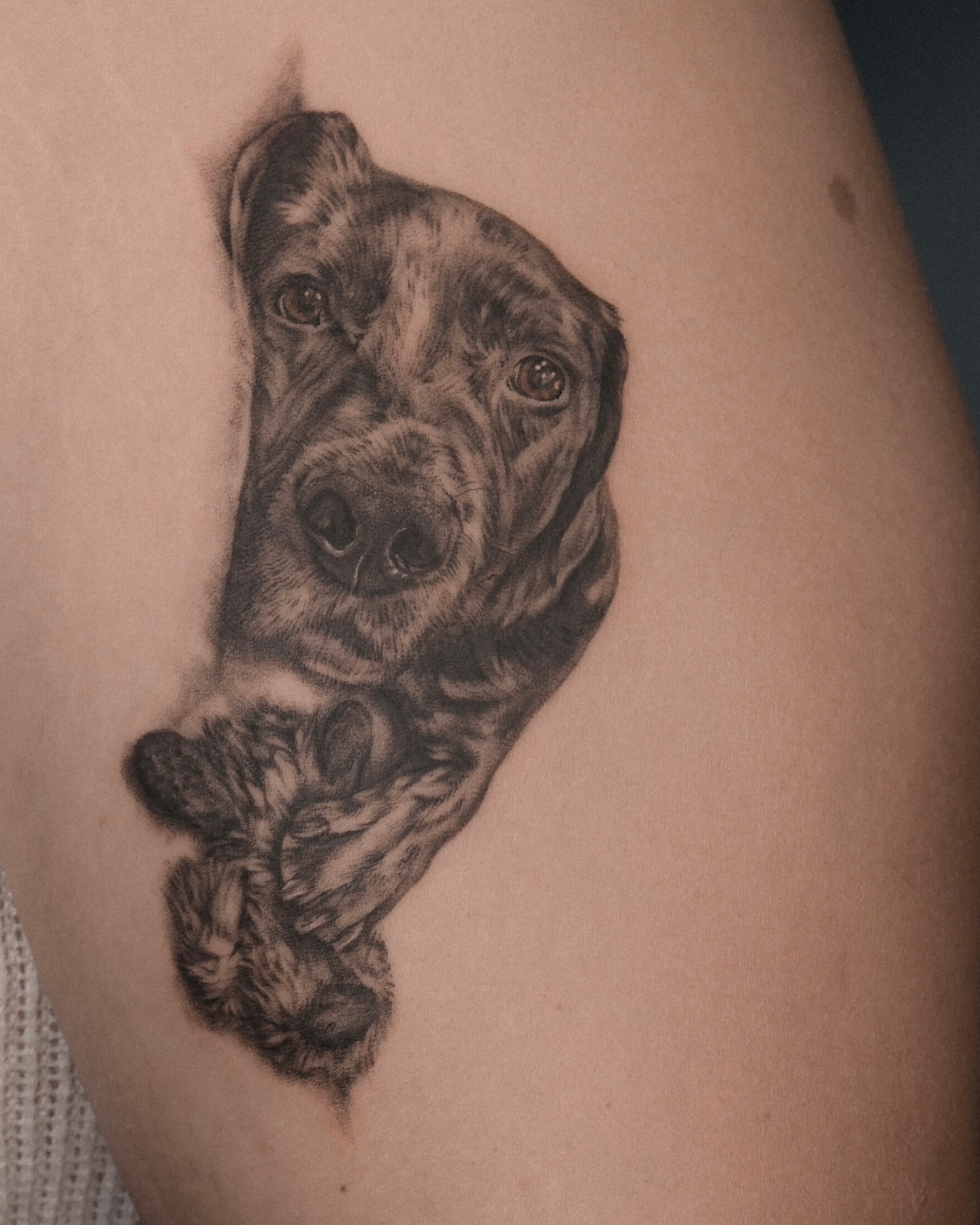 Dog realism tattoo on the thigh by Kate