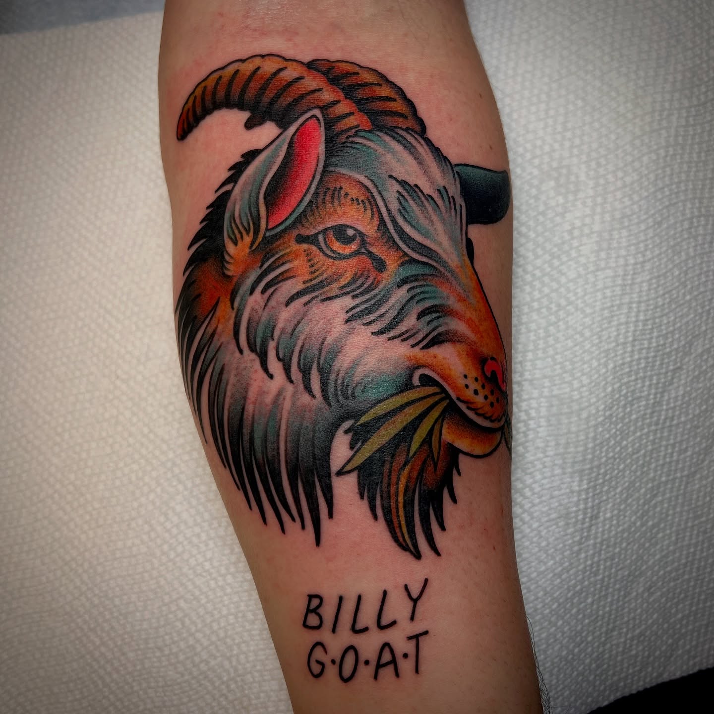 Goat head American traditional tattoo on the forearm by Tony Talbert, Fredericksburg, Virginia