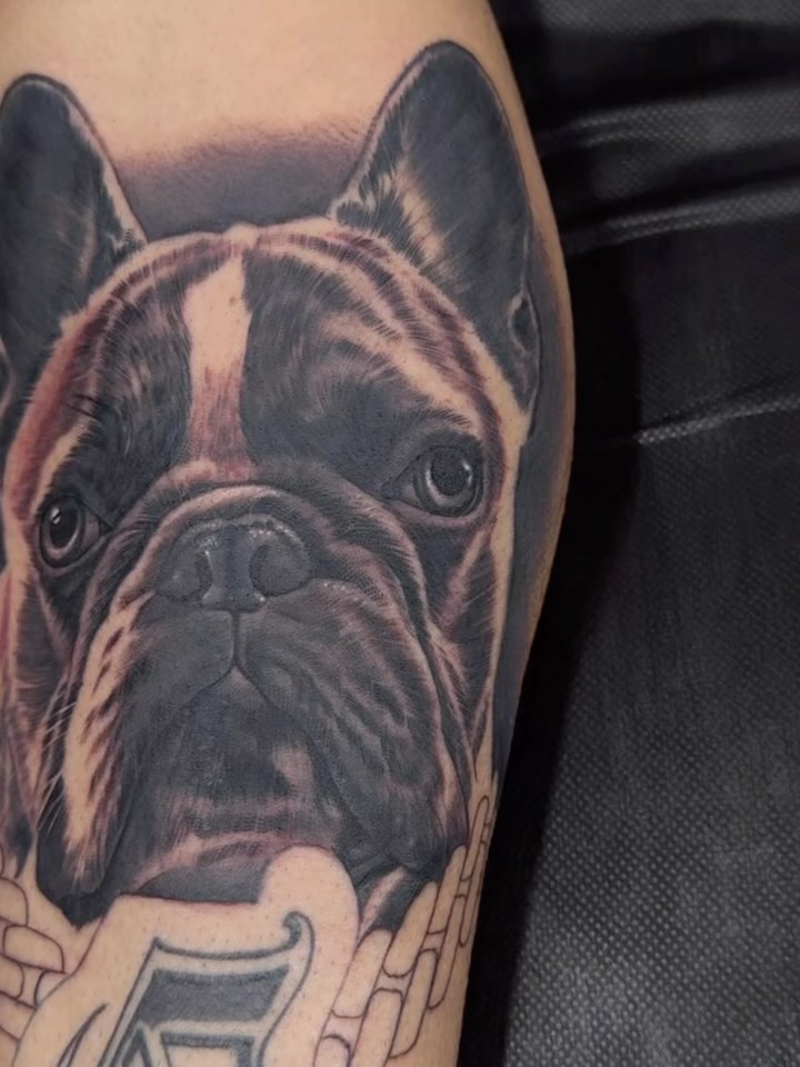 Bulldog realism tattoo on the forearm by Dillinger, Ventura, California