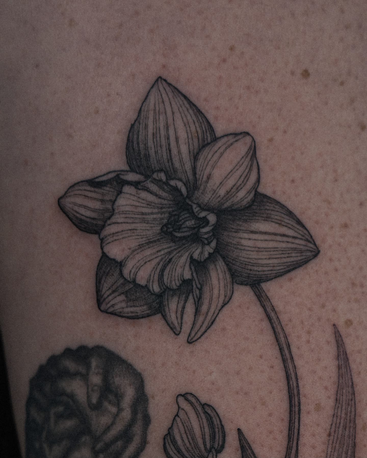Daffodil black and grey tattoo on the forearm by ๐ฏ๐๐๐๐ ๐ท๐๐๐๐