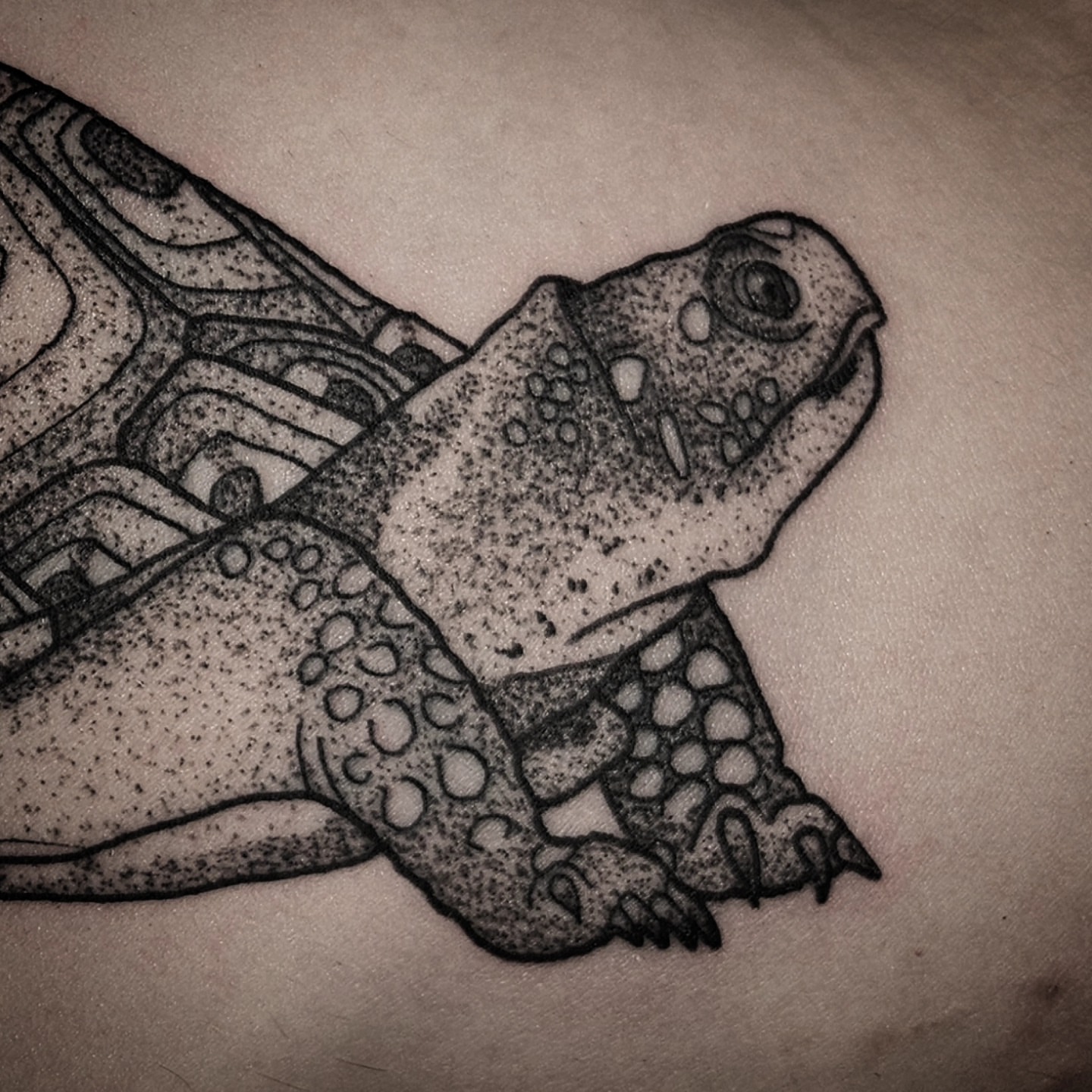 Turtle dotwork tattoo on the torso by Kirk George