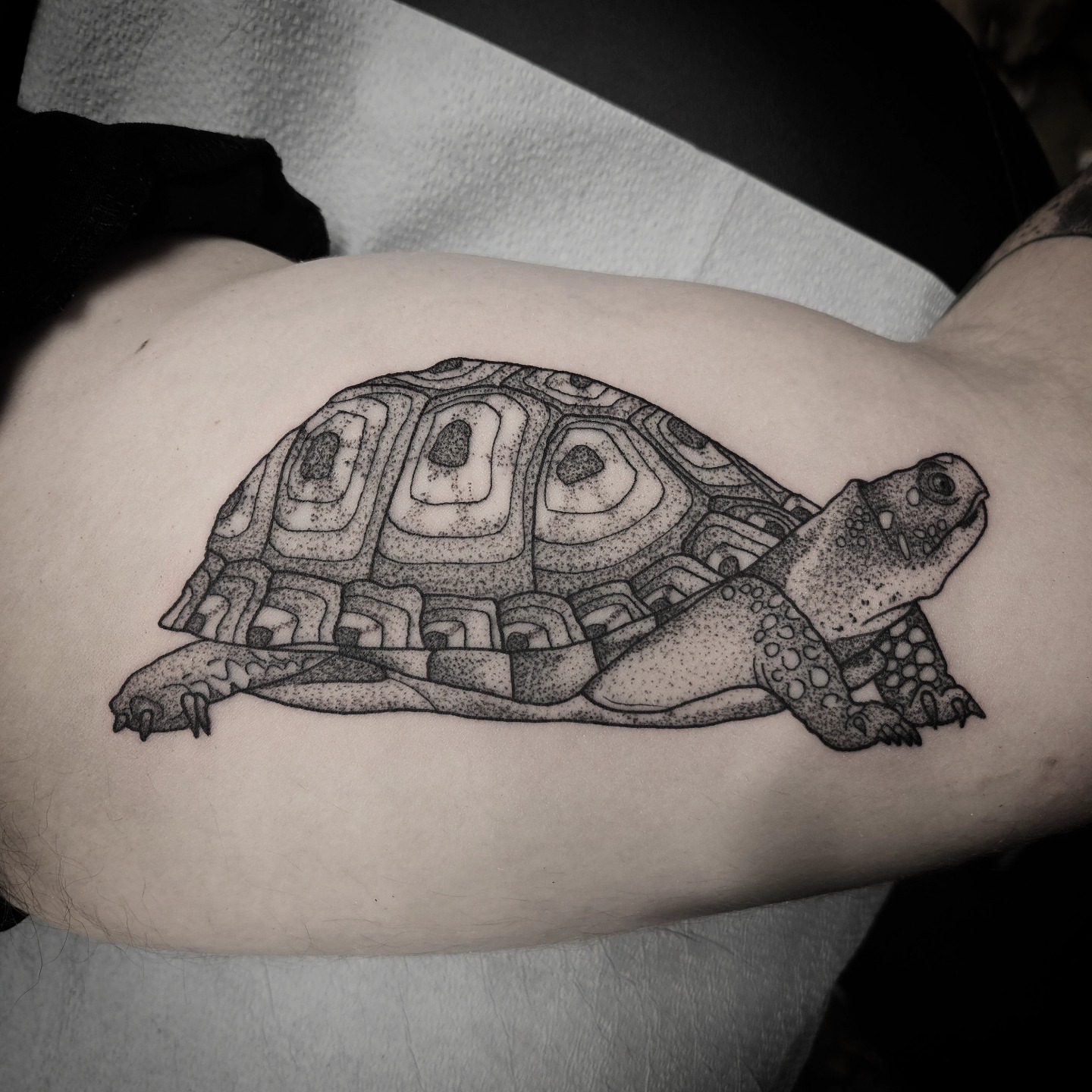 Turtle dotwork tattoo on the forearm by Kirk George
