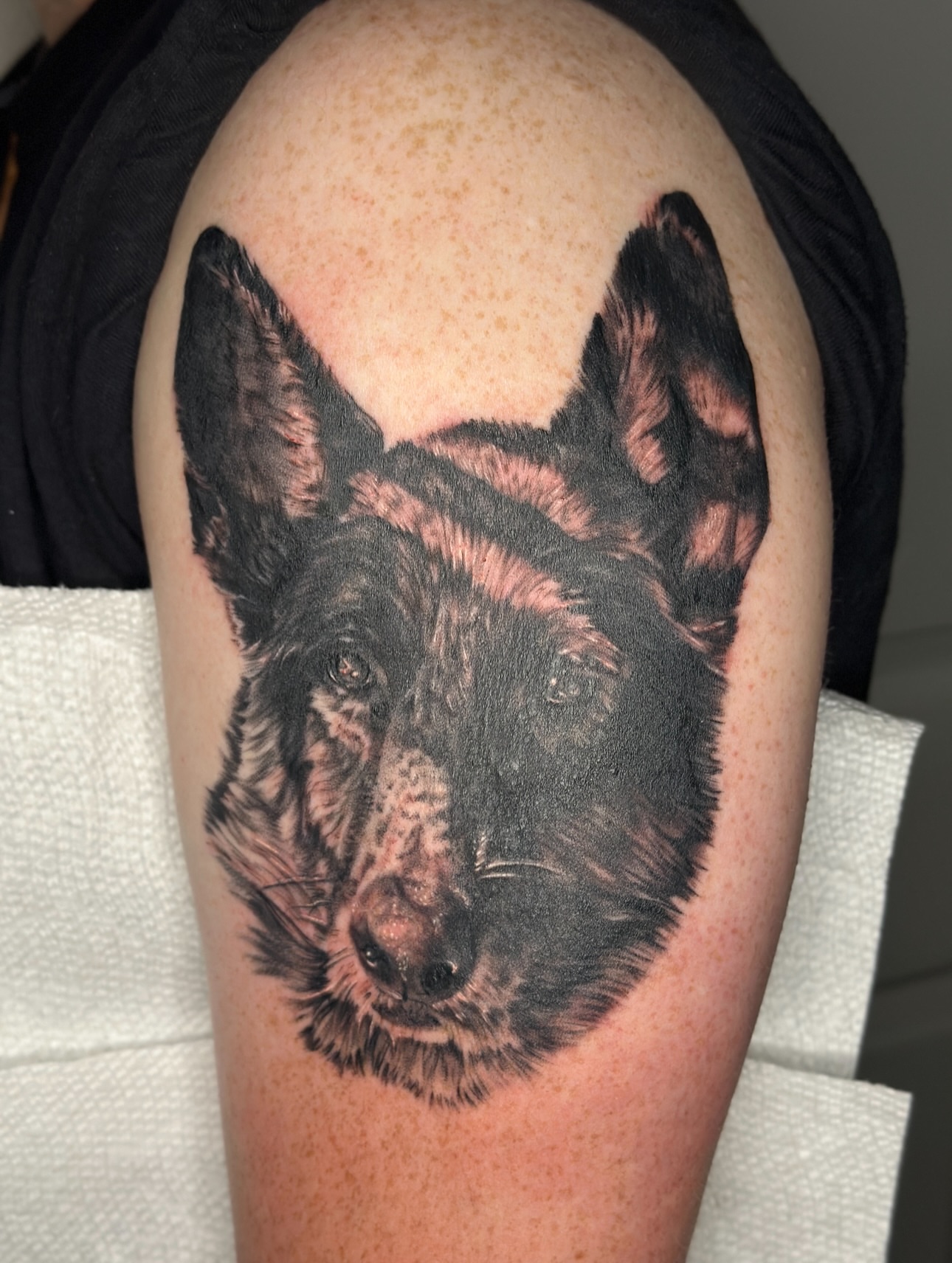 German shepherd realism tattoo on the shoulder by Nashville Tattoo Artist - Nicolette Madlyne